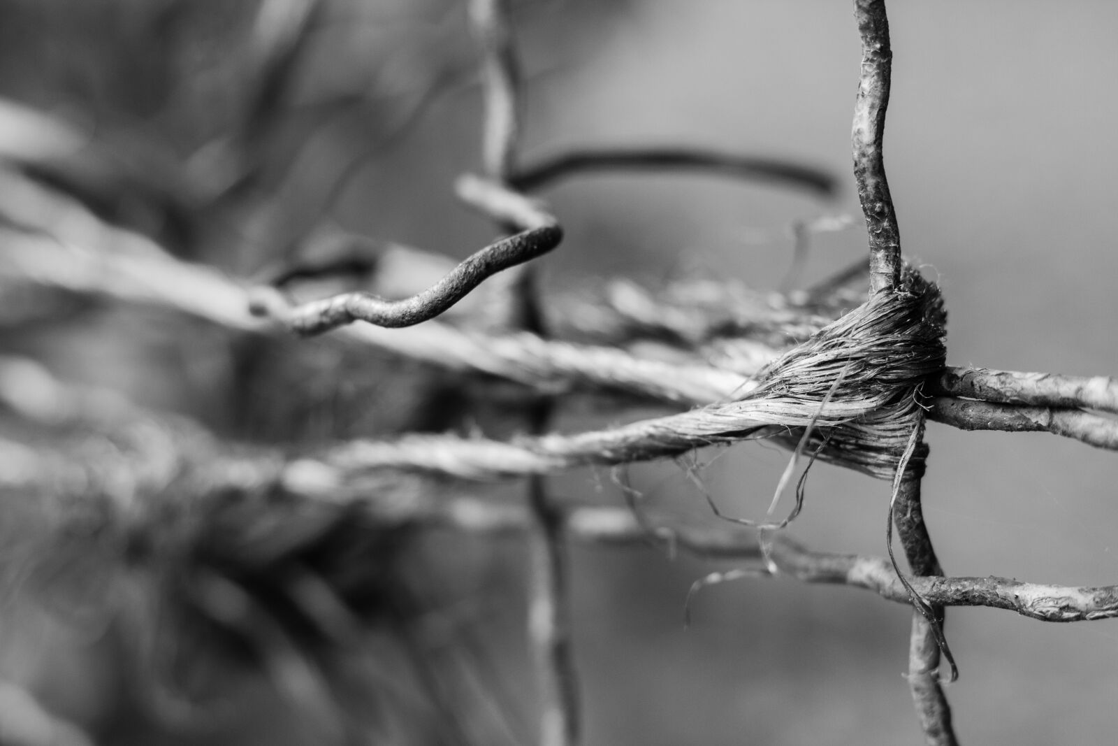 Canon EOS 700D (EOS Rebel T5i / EOS Kiss X7i) + Canon EF 50mm F1.8 STM sample photo. Wire, twine, fence photography