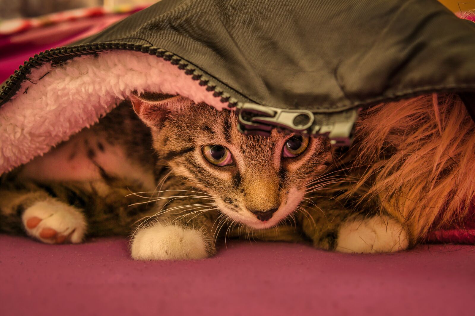 30mm F1.4 DC DN | Contemporary 016 sample photo. Cat, small, mackerel photography