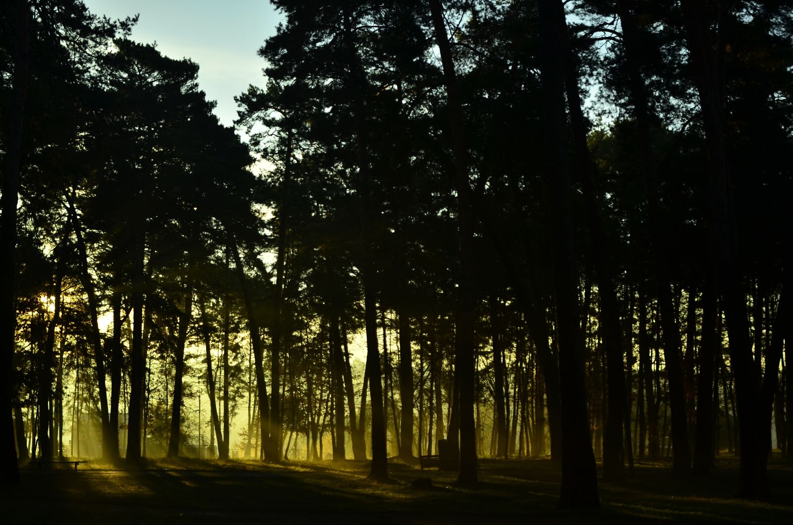 Nikon D7000 sample photo. Forest, sunrise, nature photography