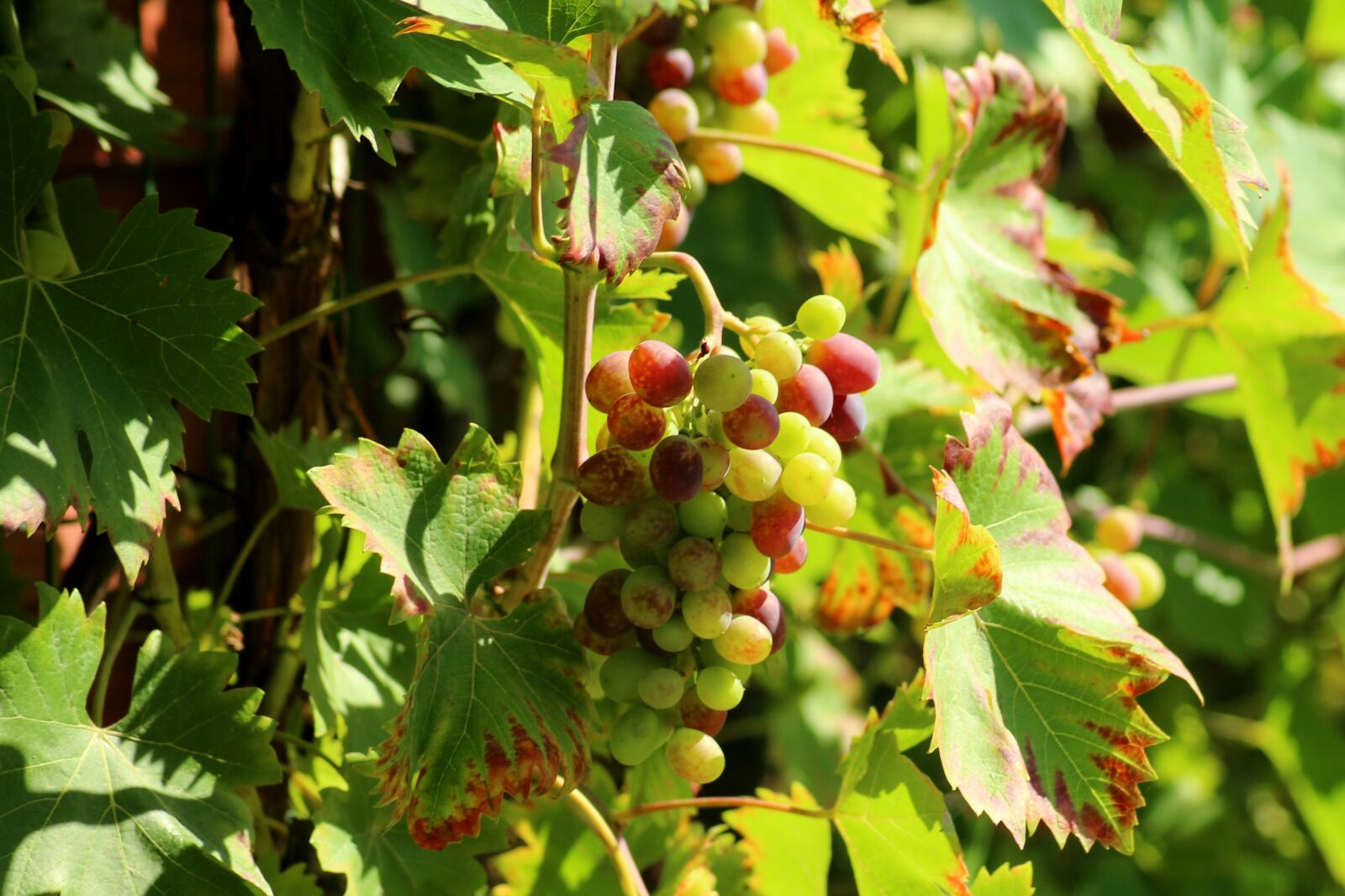 Canon EOS 1200D (EOS Rebel T5 / EOS Kiss X70 / EOS Hi) sample photo. Grapes, fruit, summer photography