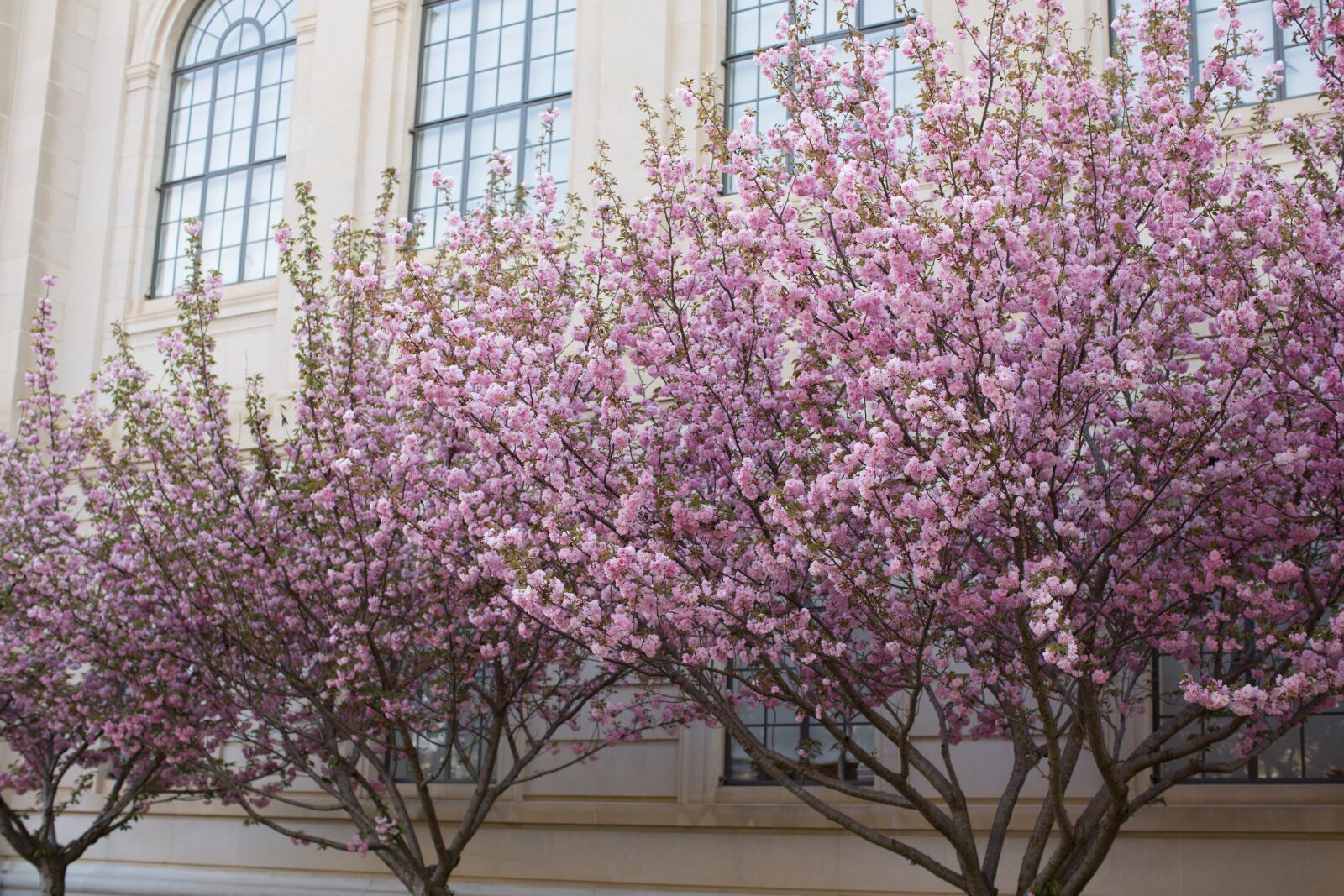 Canon EF 50mm F1.2L USM sample photo. Spring, pink, flowers photography