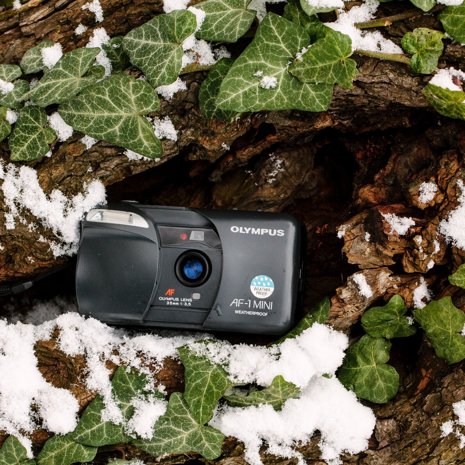 Canon EOS 5D Mark II sample photo. Leaf, nature, outdoors photography
