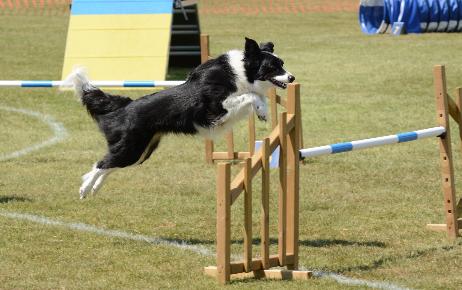 Nikon D7100 sample photo. Dog, agility, fitness photography