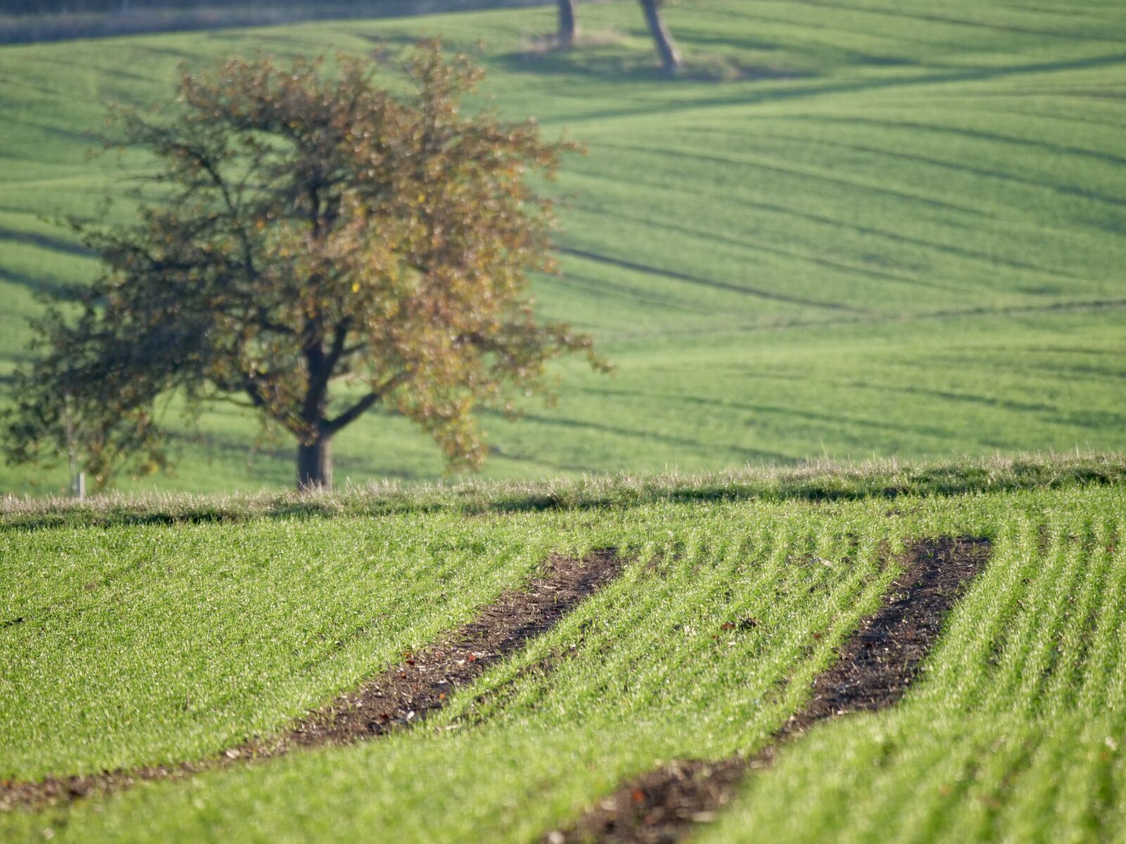Panasonic Lumix DC-G9 sample photo. Field, tree, arable photography