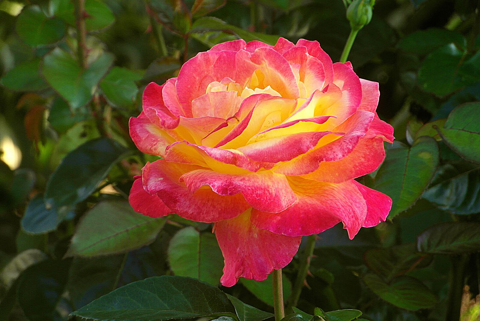 Samsung WB750 sample photo. Rose, flower, red photography