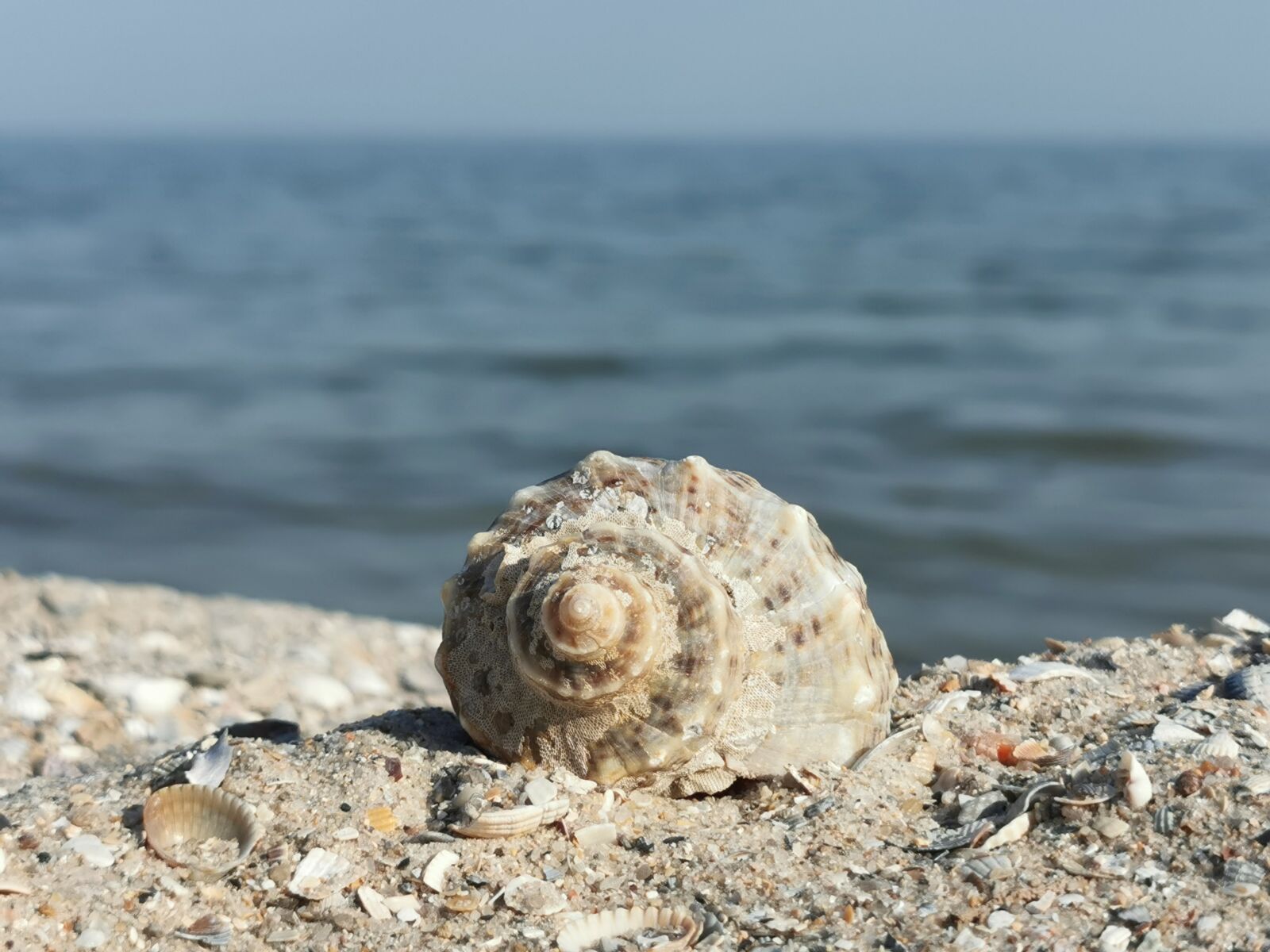 HUAWEI P30 Pro sample photo. Shell, sea, sand photography