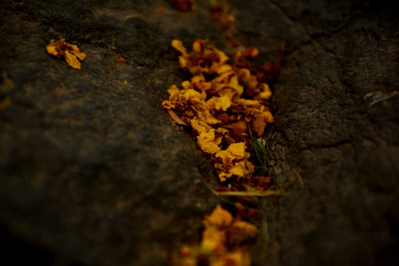 Nikon D5200 sample photo. Flowers, beauty, blossom photography