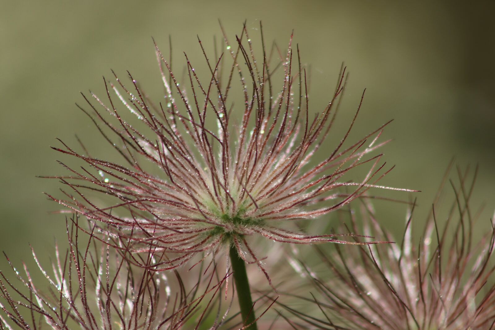 Canon EOS 800D (EOS Rebel T7i / EOS Kiss X9i) sample photo. Pasqueflower, pasque flower, faded photography