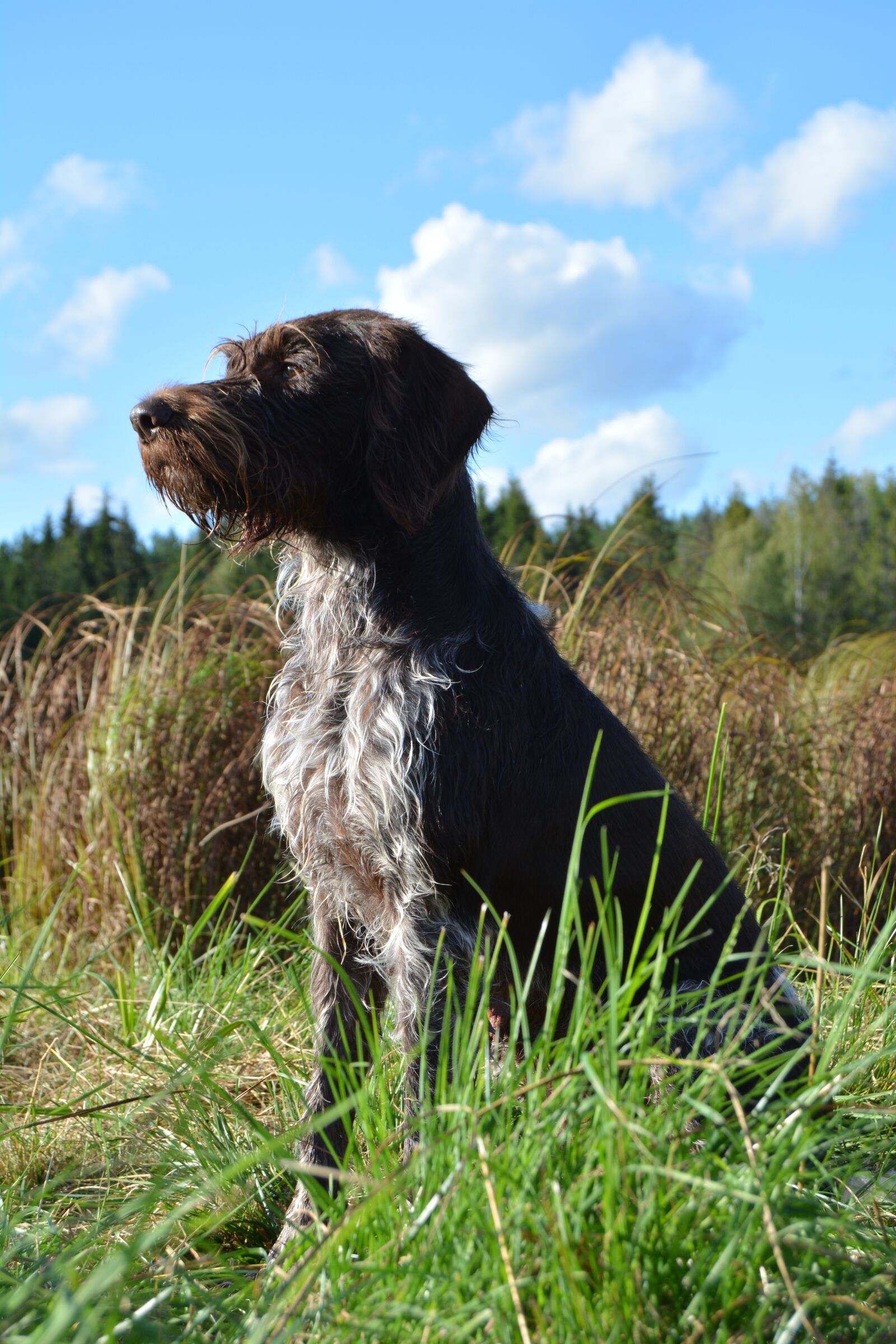 Nikon D5200 sample photo. Animals, lawn, nature photography