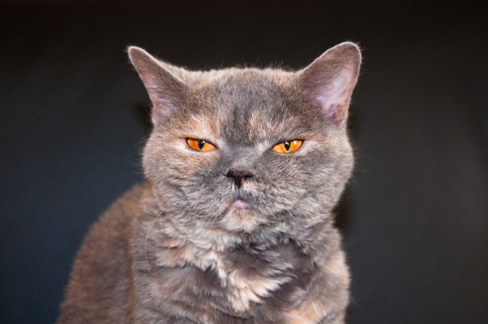 Nikon D90 sample photo. Cat, view, sleepy photography