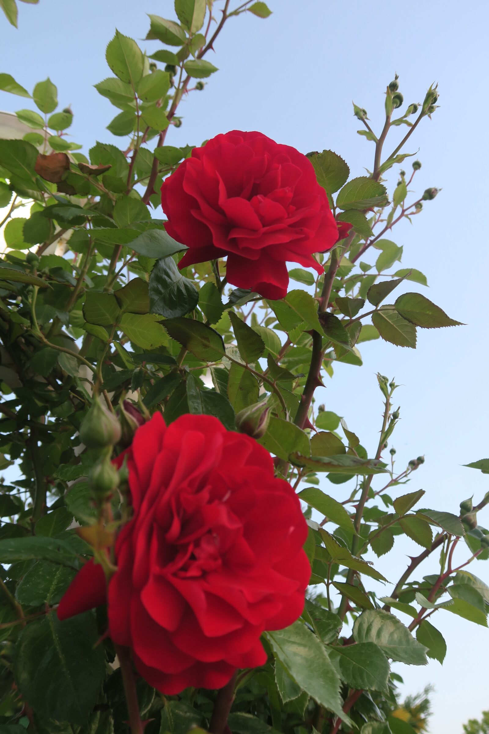 Canon PowerShot G7 X sample photo. Flower, rose, plant photography