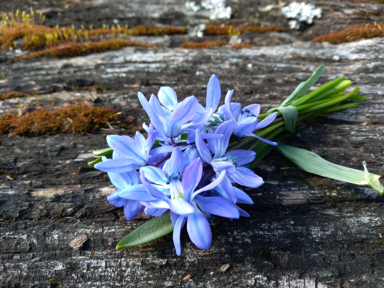 HUAWEI P9 LITE MINI sample photo. Squill, spring, april photography