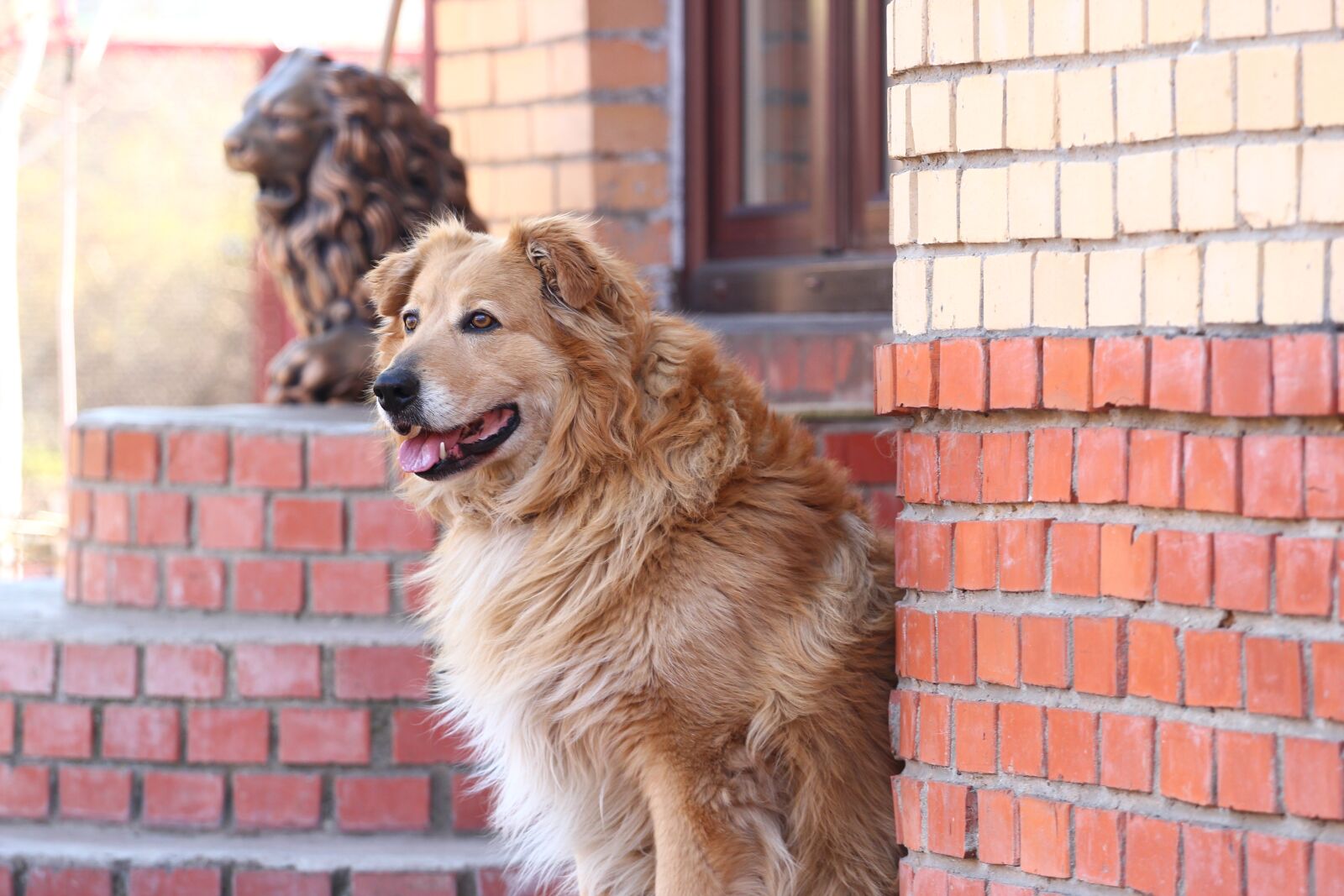 Canon EOS 550D (EOS Rebel T2i / EOS Kiss X4) sample photo. Dog, animal, view photography