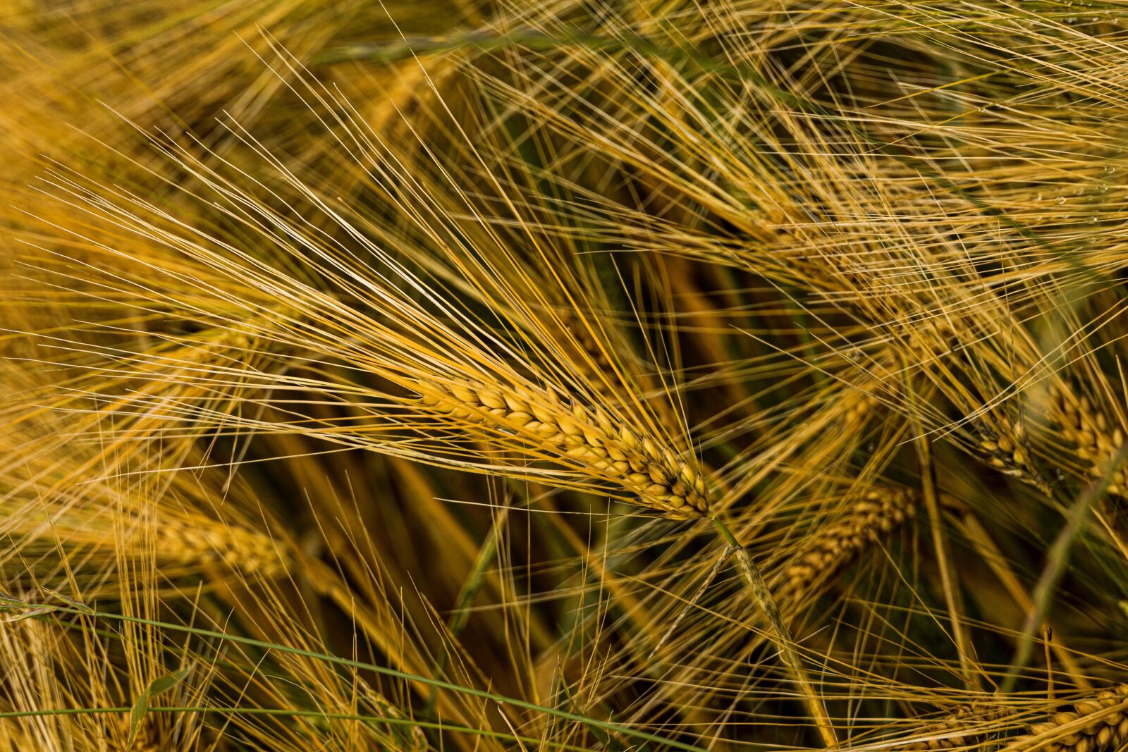 Canon EOS R sample photo. Wheat, grain, cereals photography