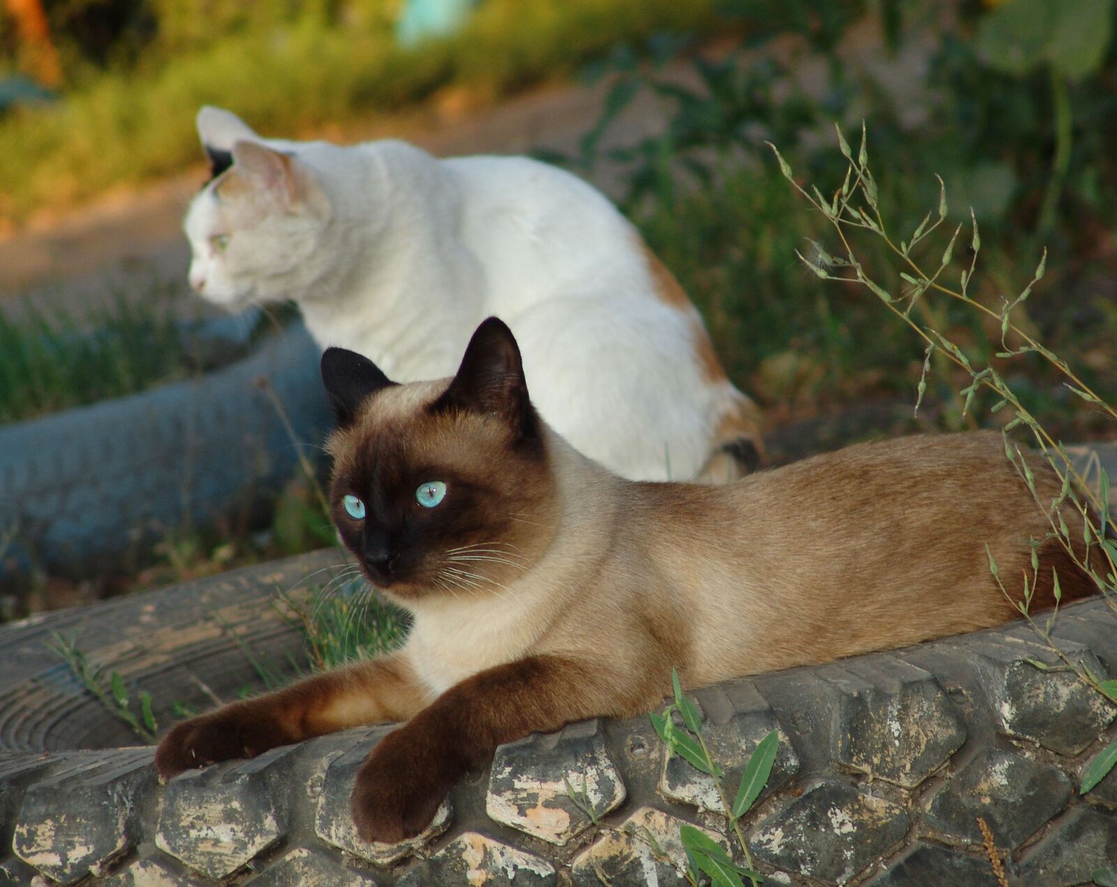 Sony DSC-F828 sample photo. Cats, cat, pet photography