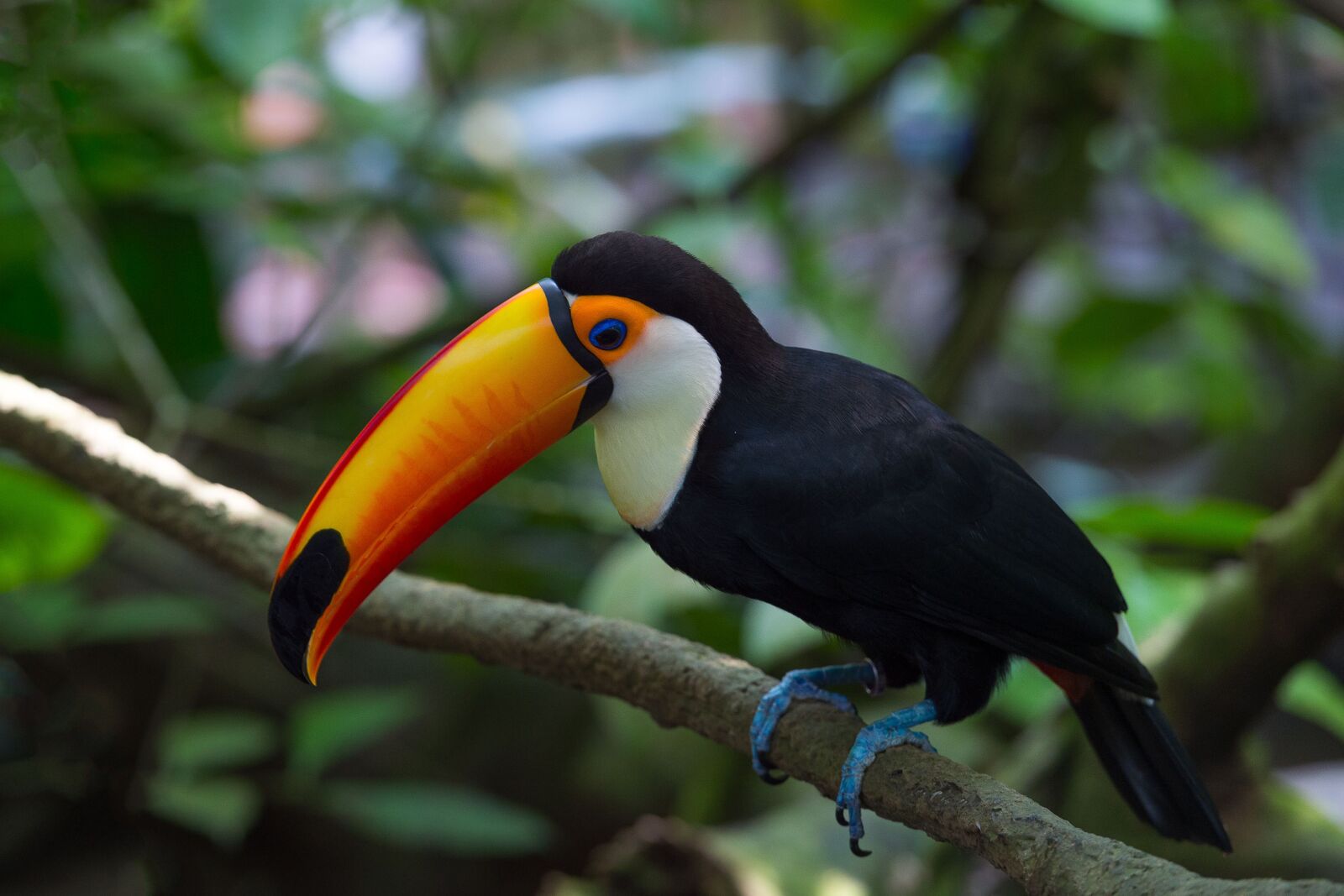 Nikon D4S sample photo. Anthracoceros, albirostris, hornbill photography