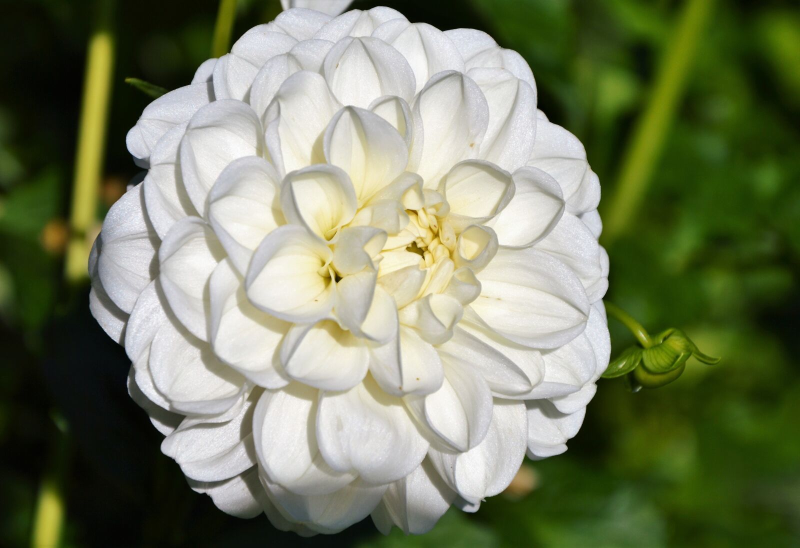 Nikon D3200 sample photo. Dahlia, dahlia flower, flower photography