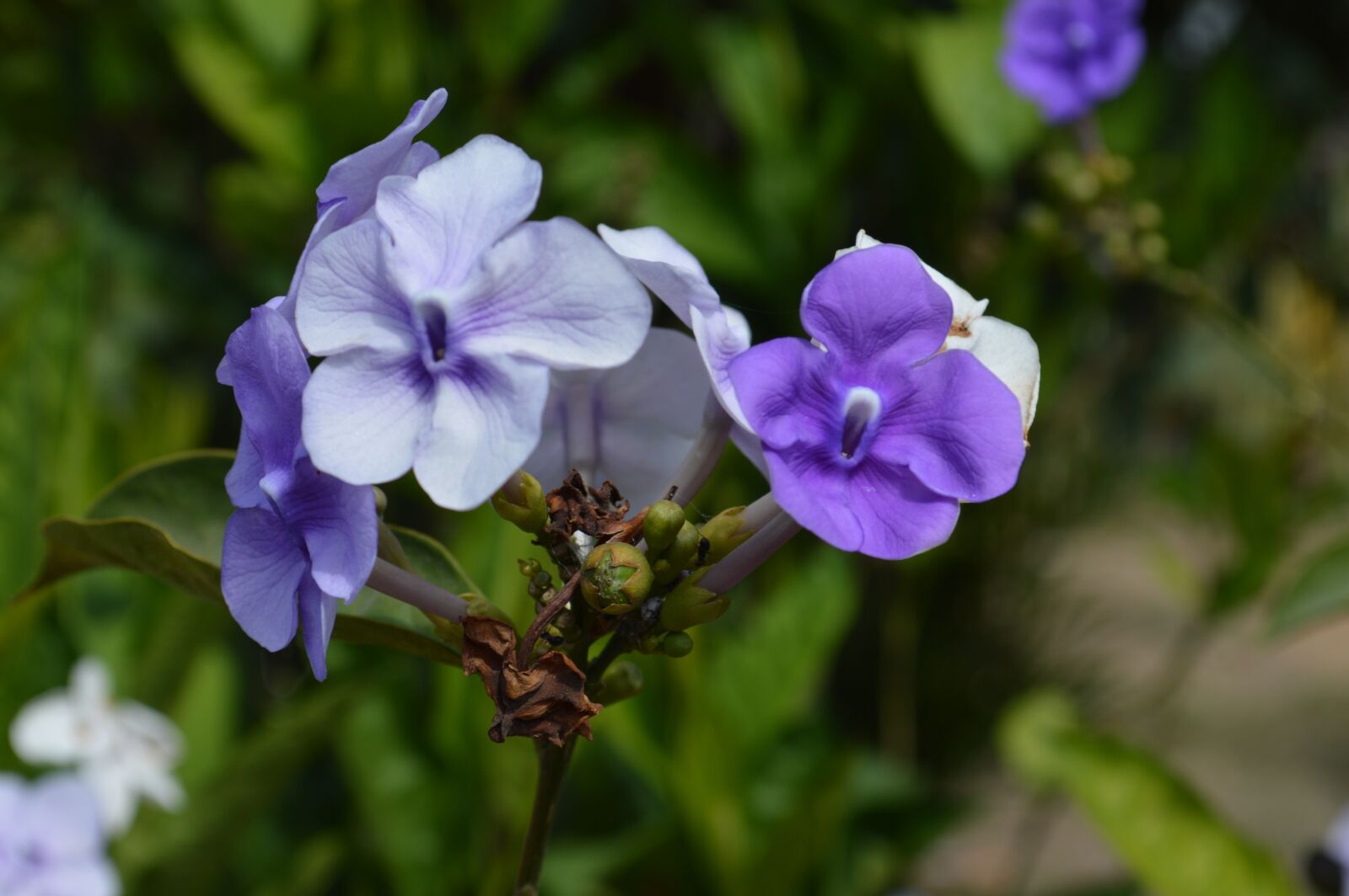 Nikon D3200 sample photo. Flowers, nature, spring photography