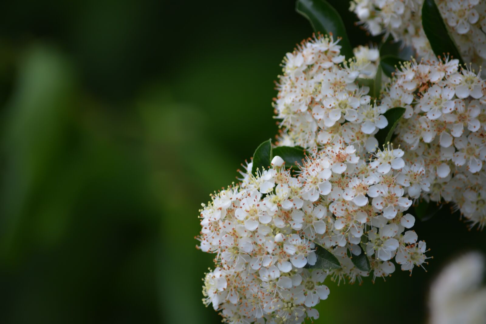 Nikon D5200 sample photo. Bush, white, flowers photography