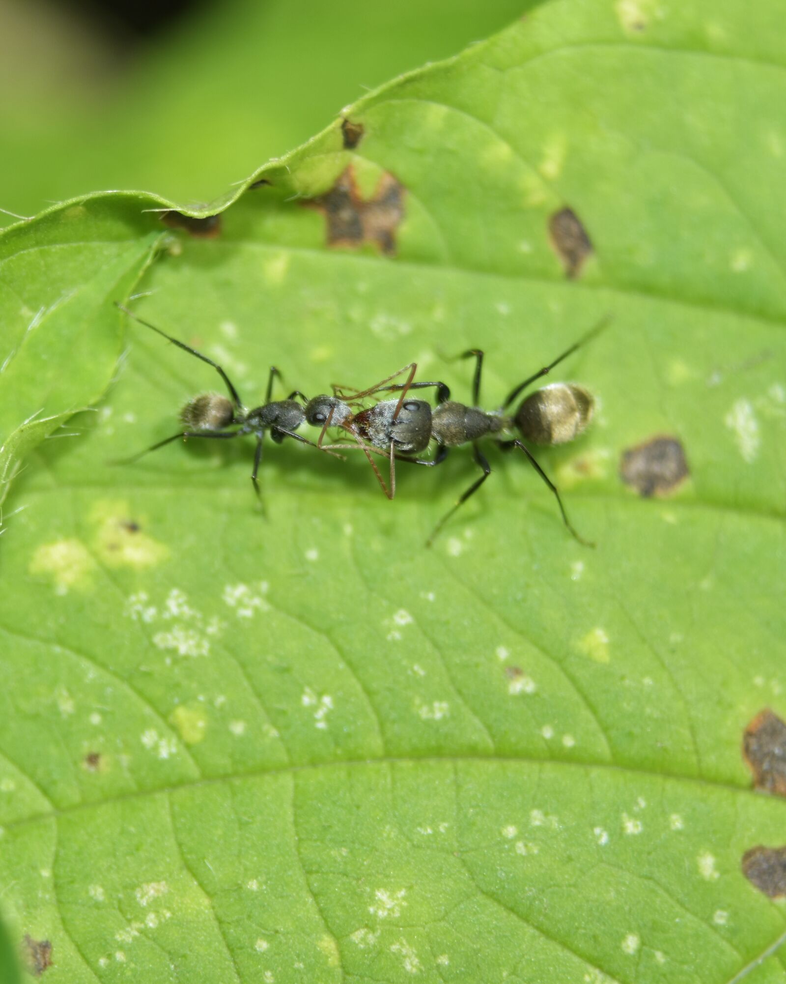 Nikon D5500 sample photo. Arthropoda, arthropod, insecta photography