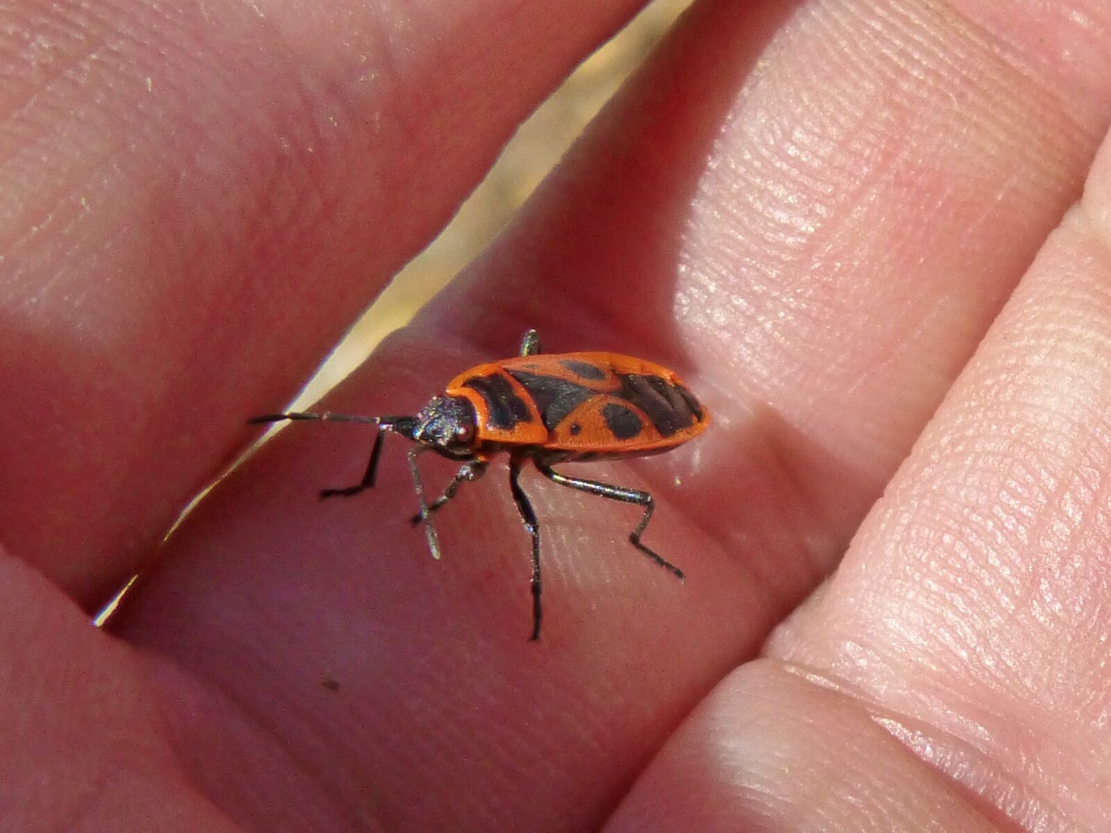 Panasonic DMC-FZ62 sample photo. Eurydema ornatum, red bug photography