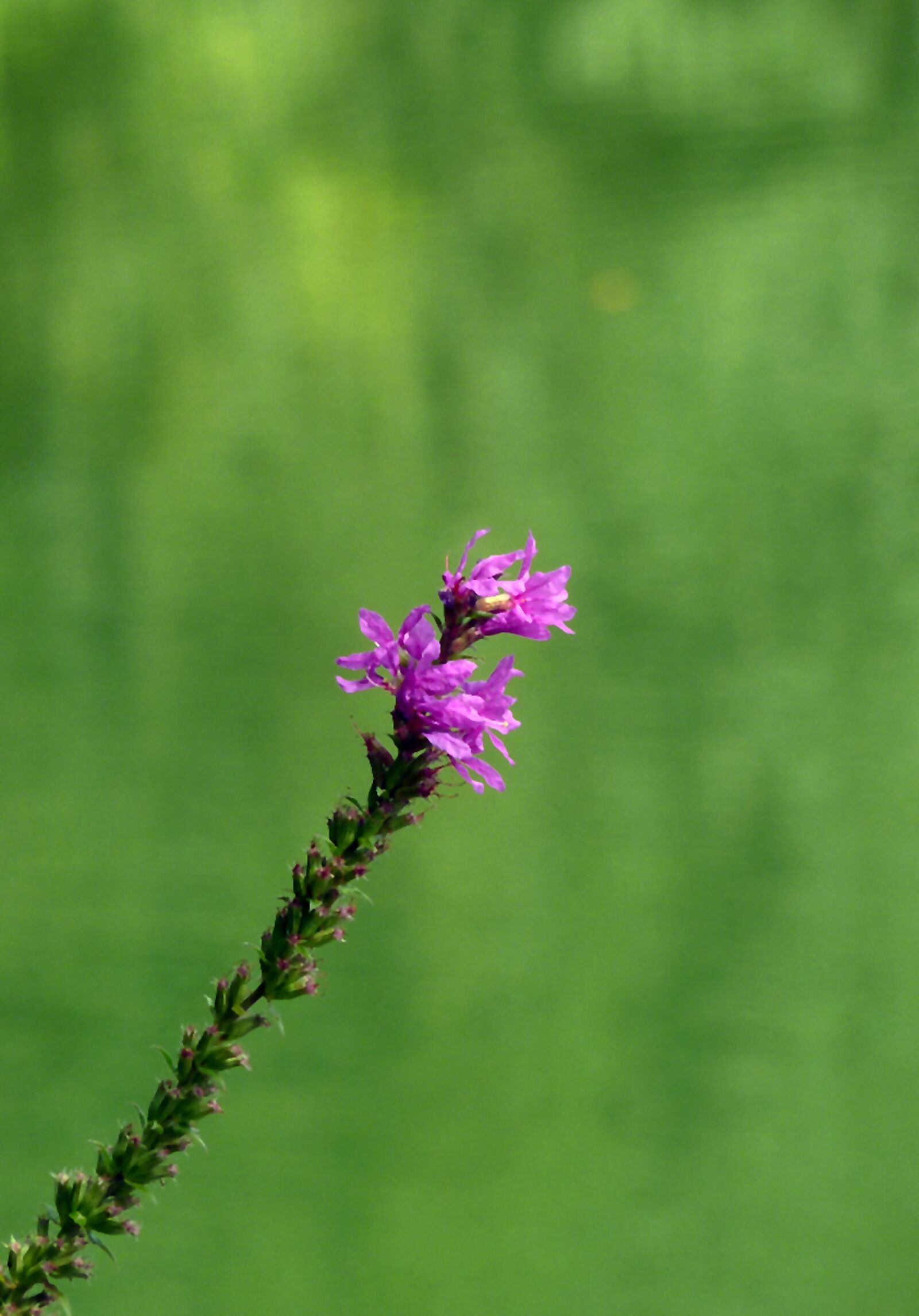 Panasonic DMC-TZ7 sample photo. Blossom, bloom, lake photography