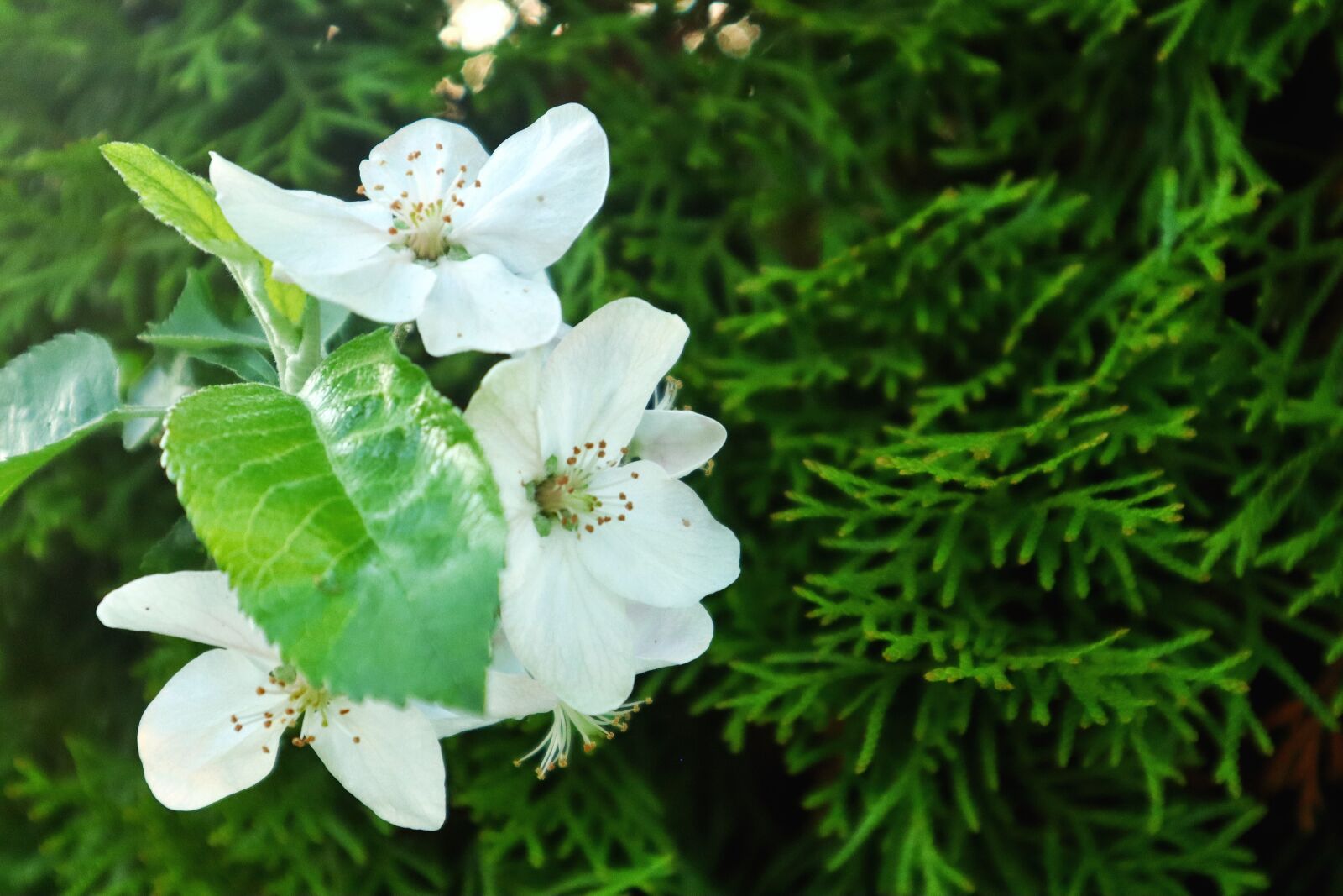 Canon EOS M50 (EOS Kiss M) sample photo. Nature, outdoor, springtime photography