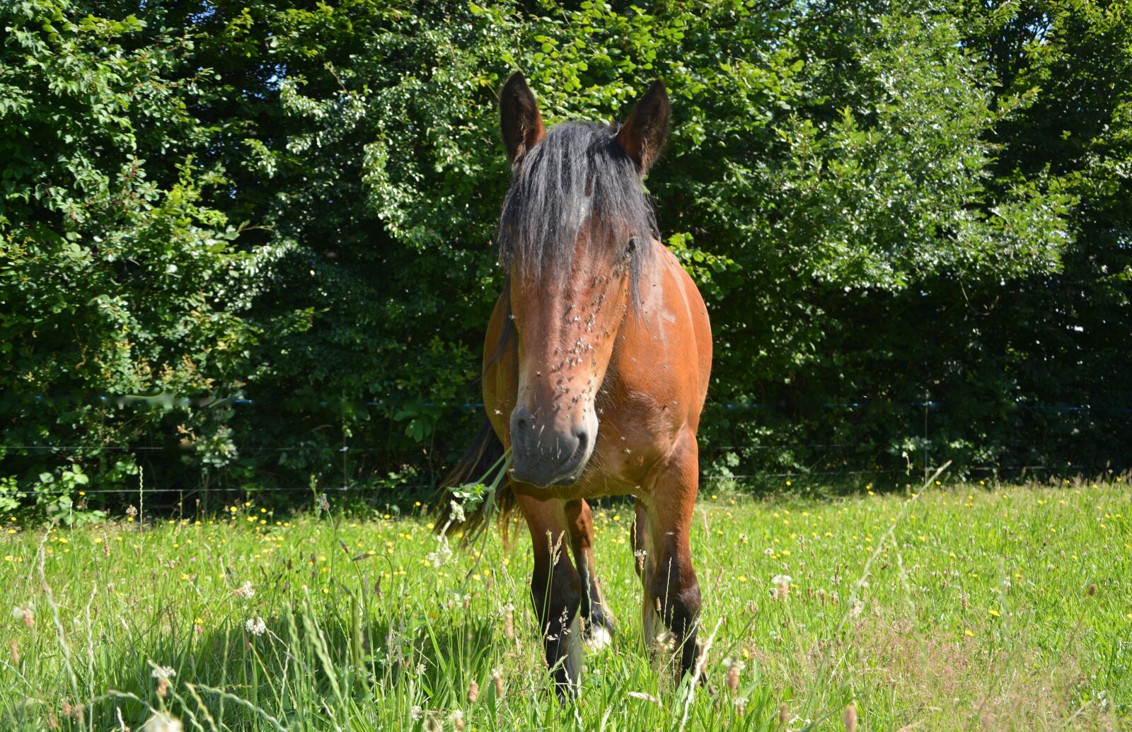 Nikon D5200 sample photo. Horse bother flies, prairie photography