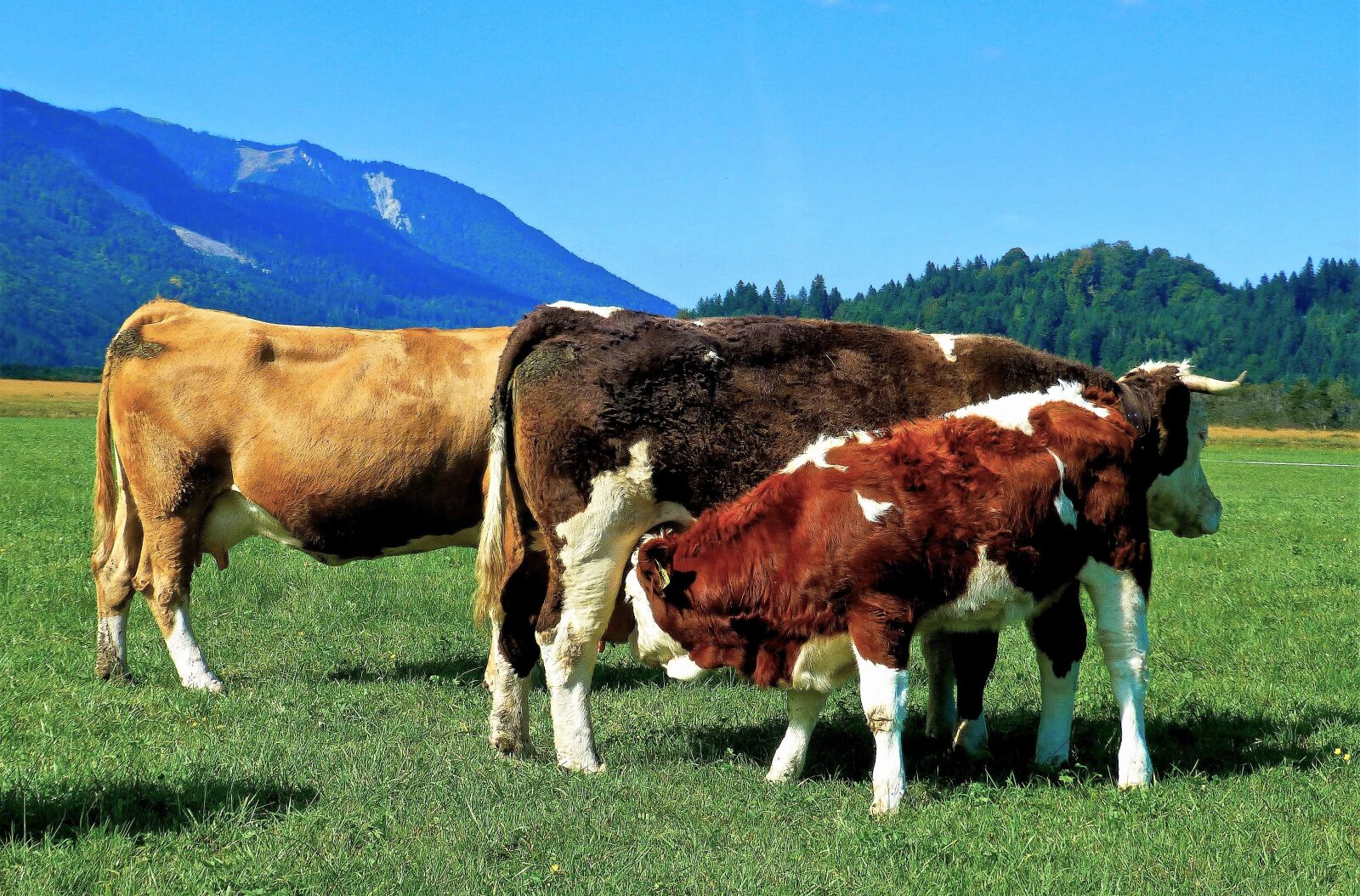 Panasonic DMC-TZ31 sample photo. Cows, cattle, jungrind photography