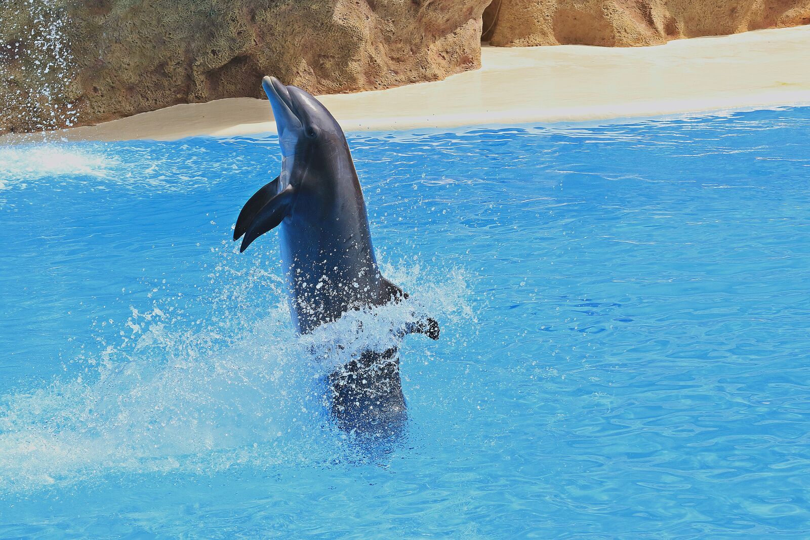 Canon EOS 7D Mark II sample photo. Delfin, preview, dolphins photography