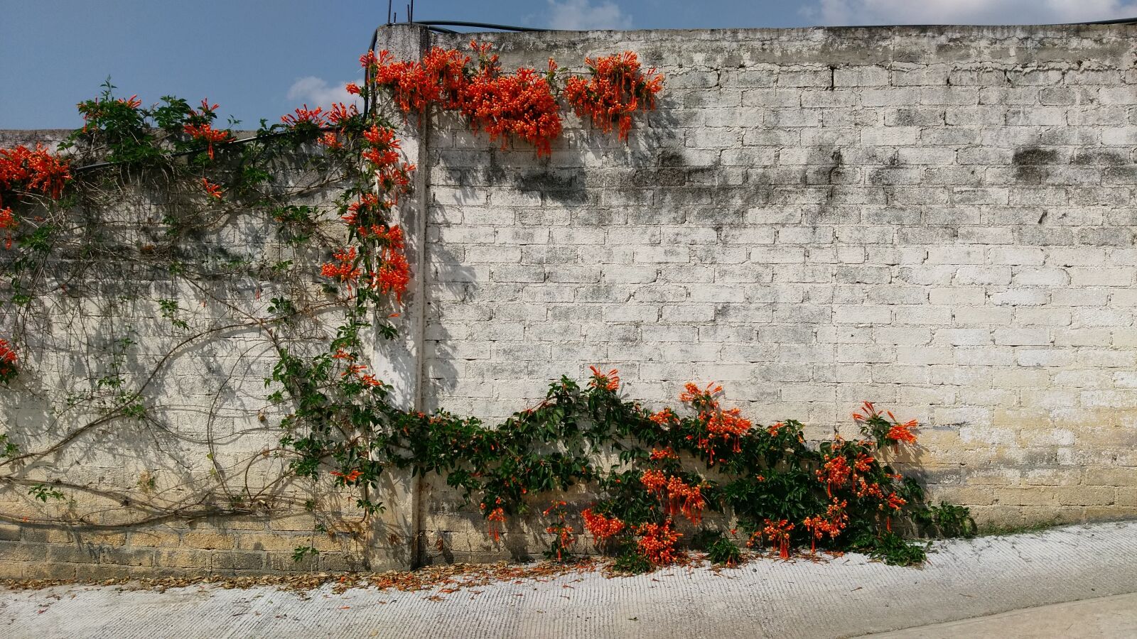 HTC ONE A9 sample photo. Brick, flower, vines, wall photography