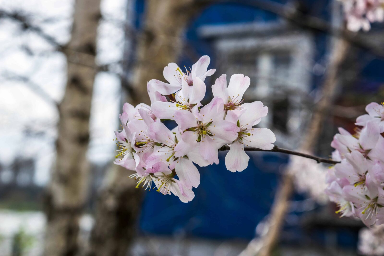 Nikon D3300 sample photo. Petal, branch, tree, flower photography