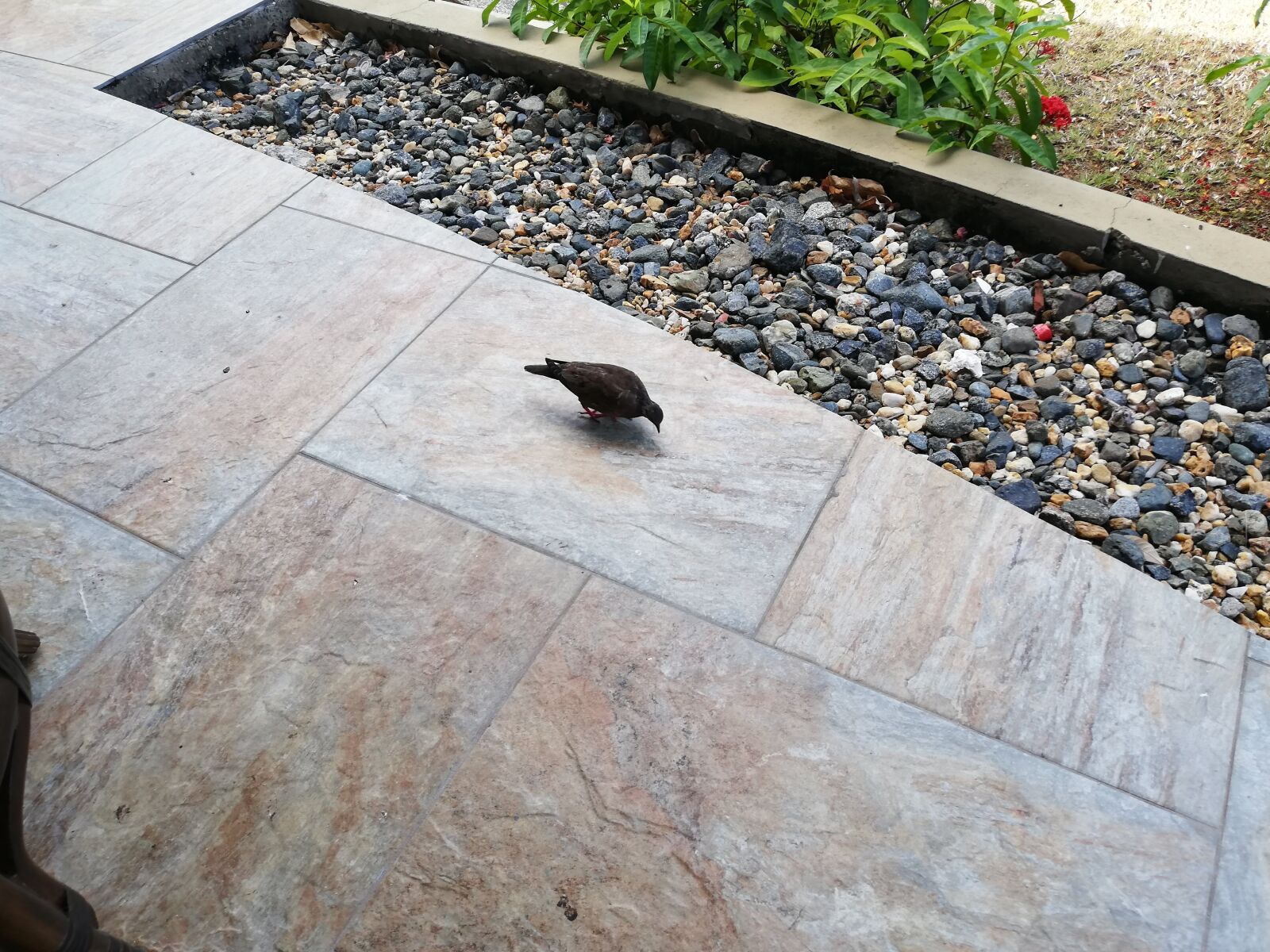 HUAWEI P20 lite sample photo. Bird birds, caribbean, floor photography
