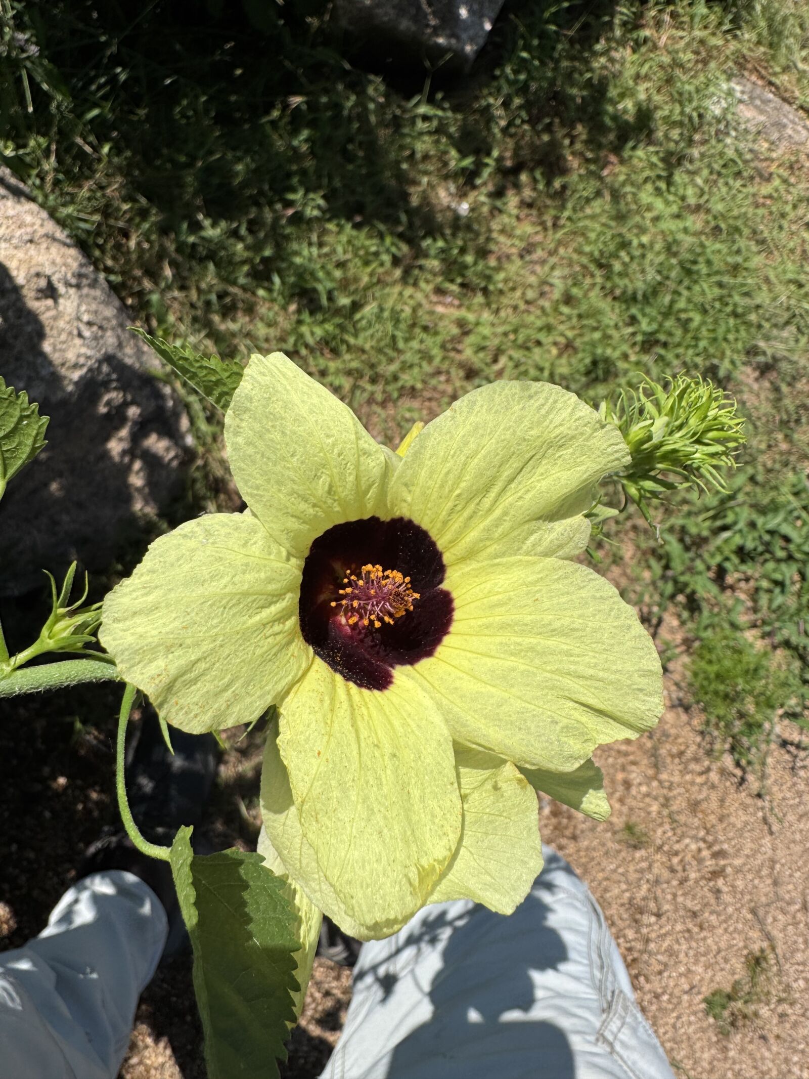 Apple iPhone 15 Pro Max sample photo