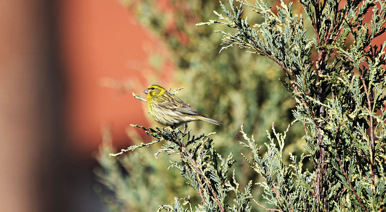 Nikon D5300 sample photo. Bird, nature, grass photography