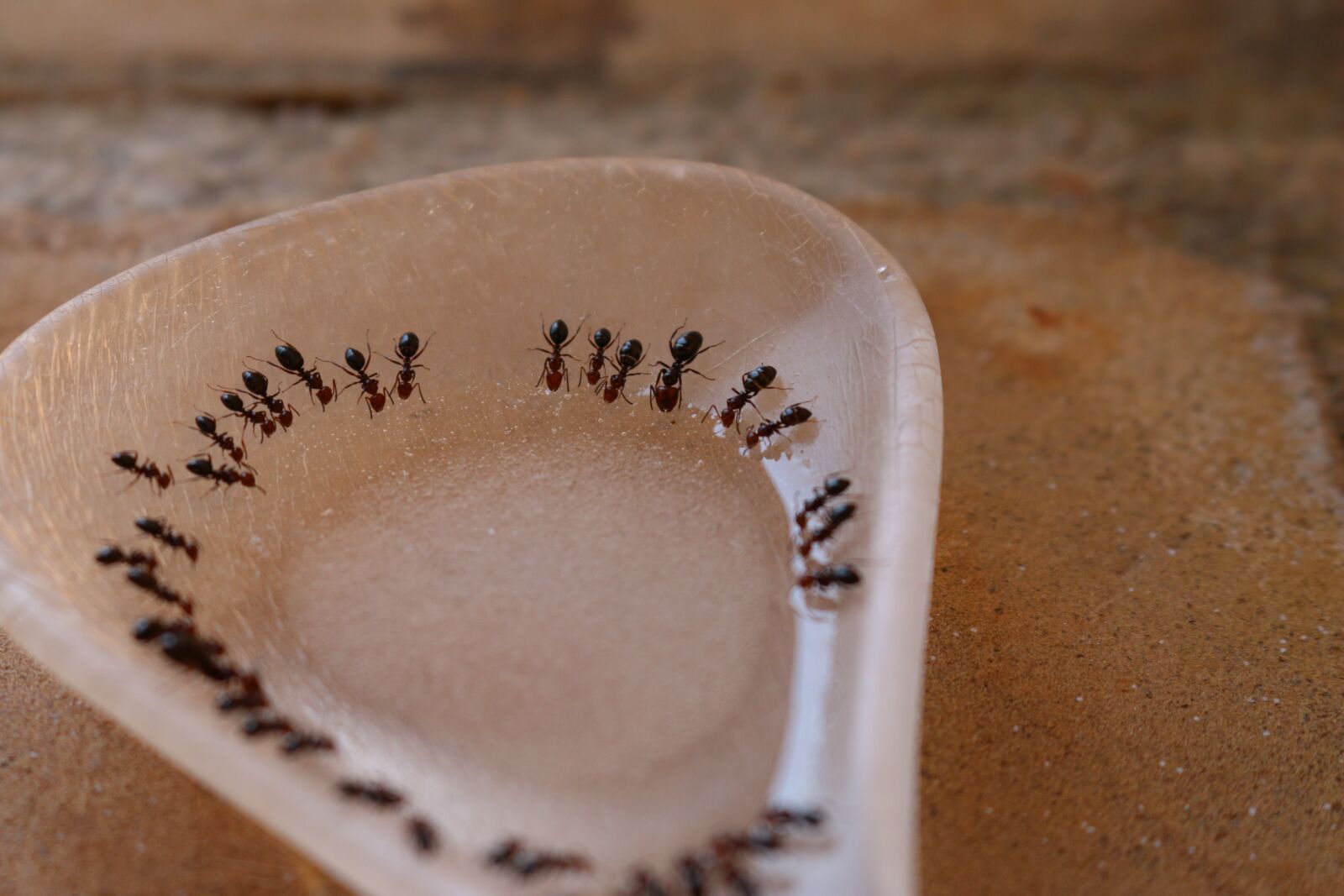 Canon EOS 70D sample photo. Ant, sugar, spoon photography