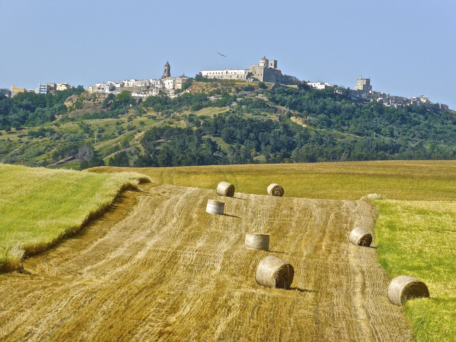 Panasonic DMC-TZ41 sample photo. Hay, bales, field photography