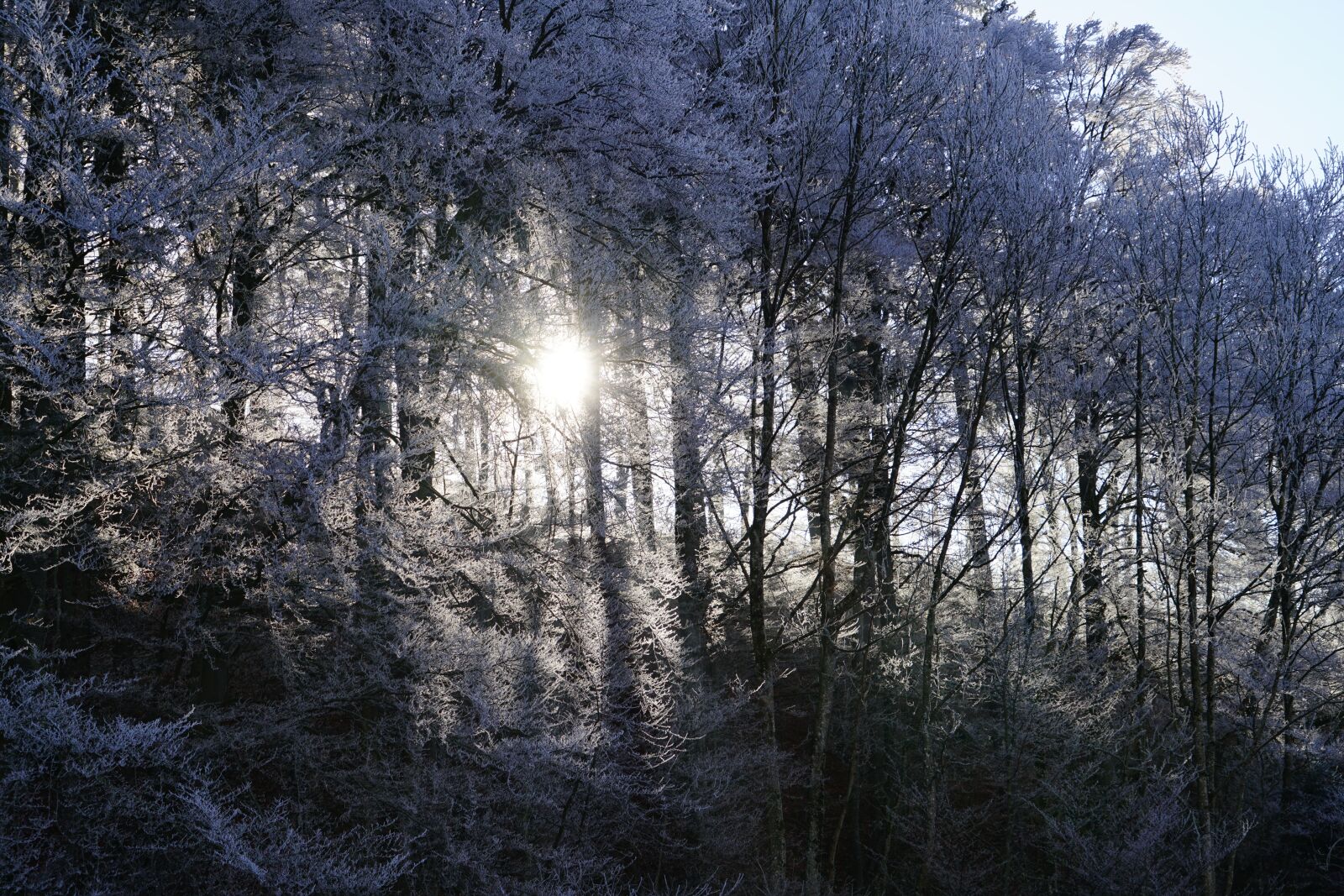 Sony a7R II + Sony FE 24-240mm F3.5-6.3 OSS sample photo. Forest, sunny, hoarfrost photography