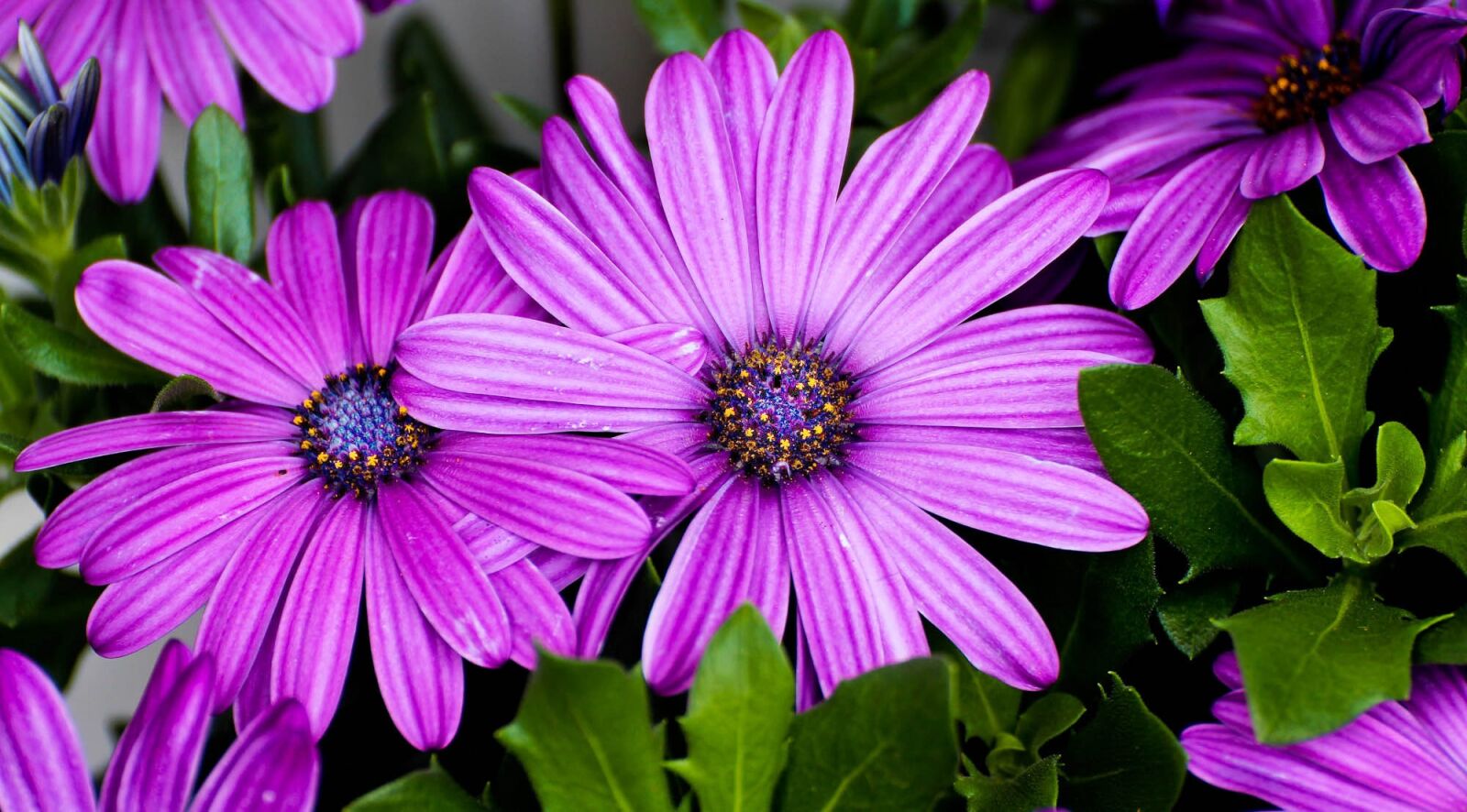 Canon EOS 600D (Rebel EOS T3i / EOS Kiss X5) sample photo. Flowers, summer, nature photography