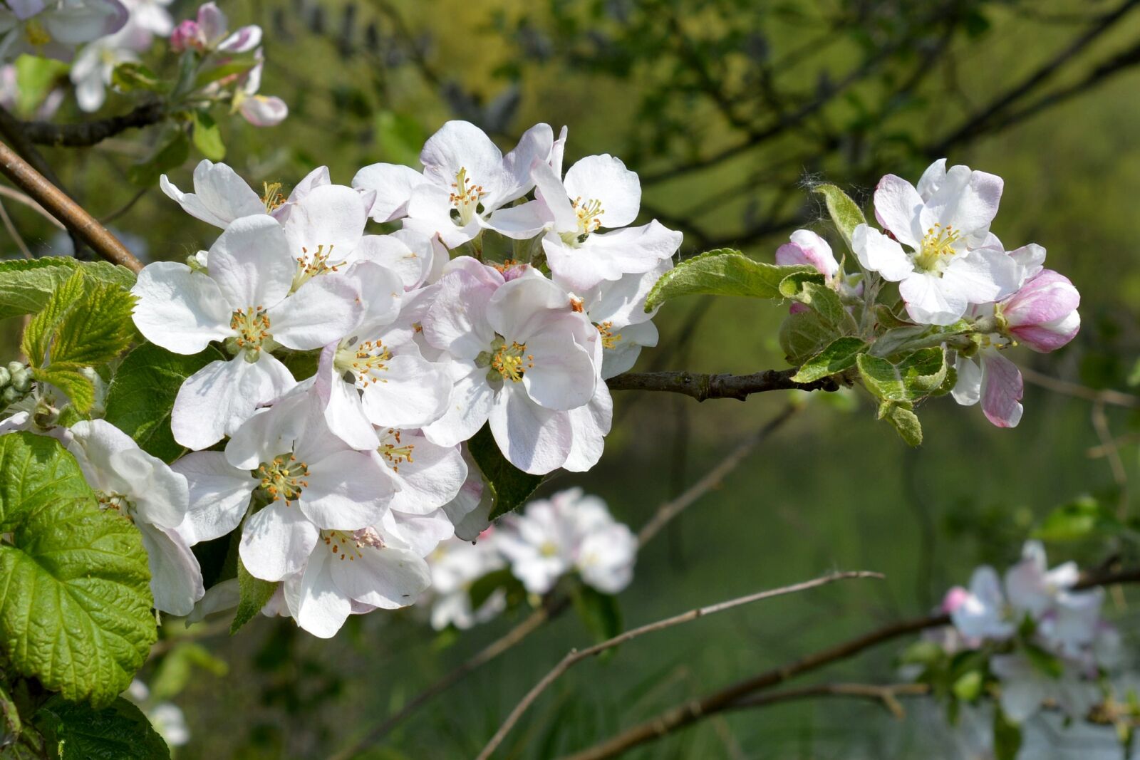 Nikon D7100 sample photo. Spring, blossom, bloom photography