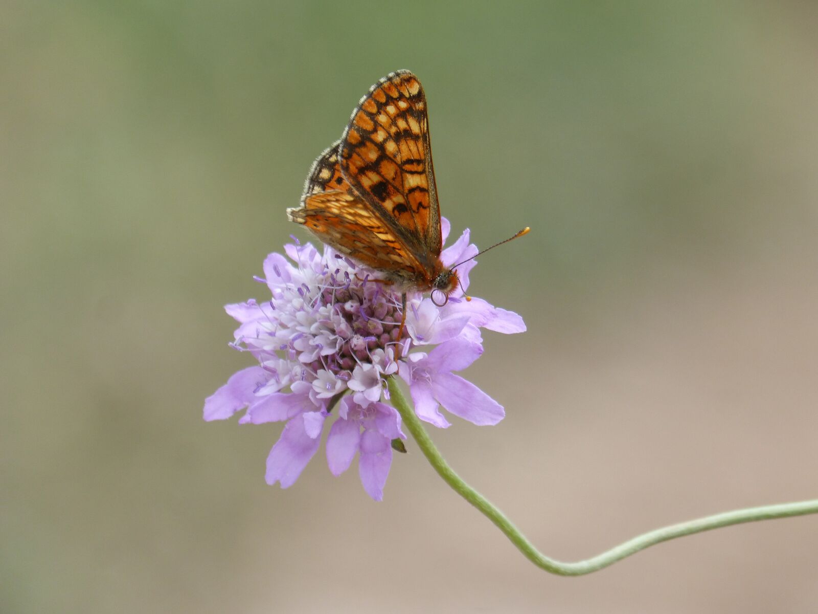 Panasonic DMC-FZ62 sample photo. Butterfly, damero knapweed, melitaea photography