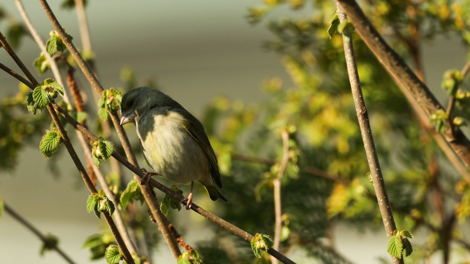 150-600mm F5-6.3 DG OS HSM | Contemporary 015 sample photo. Tit, nature, bird photography