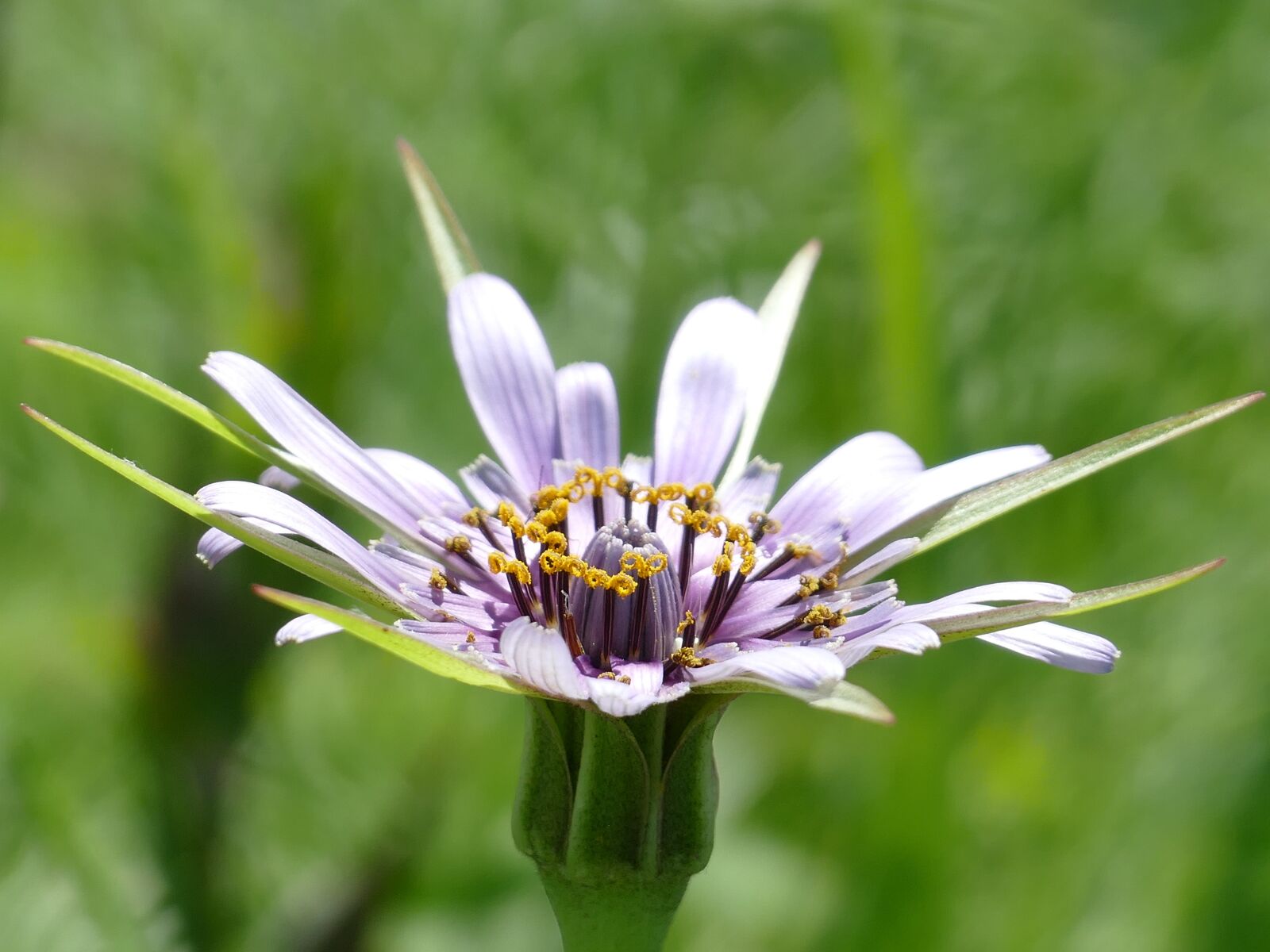 Panasonic Lumix DMC-FZ1000 sample photo. Purple flower, meadow, mallorca photography