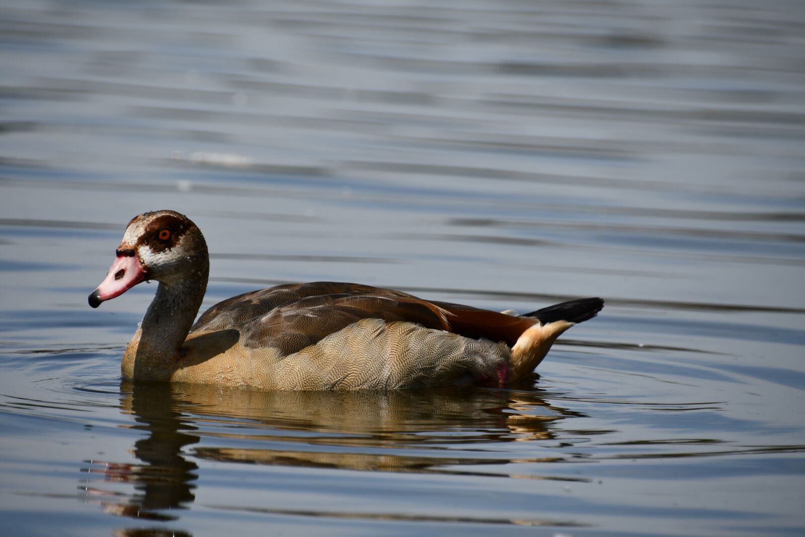 Nikon D7500 sample photo. Duck, water, lake photography