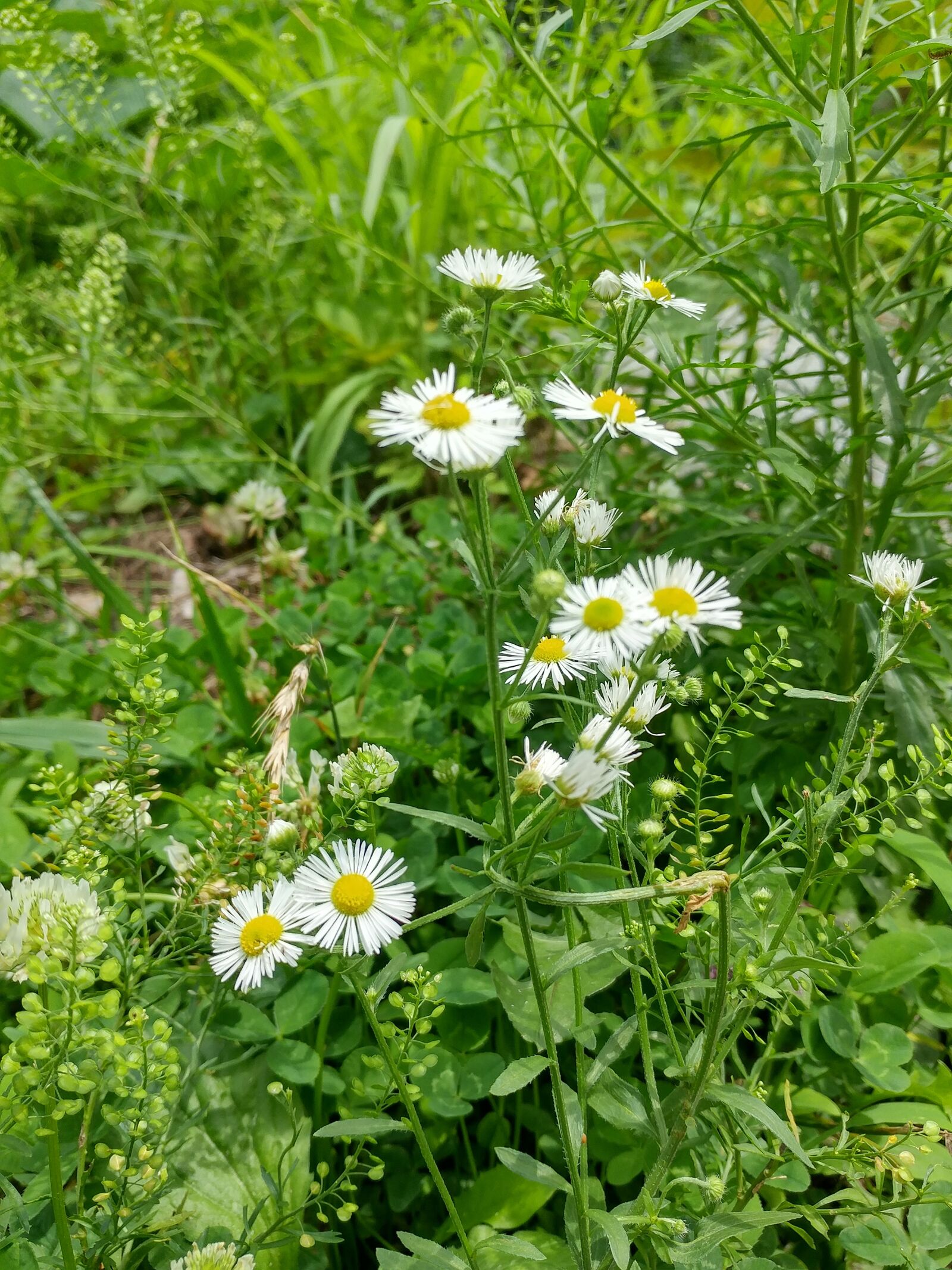 LG G5 sample photo. Nature, plants, summer photography