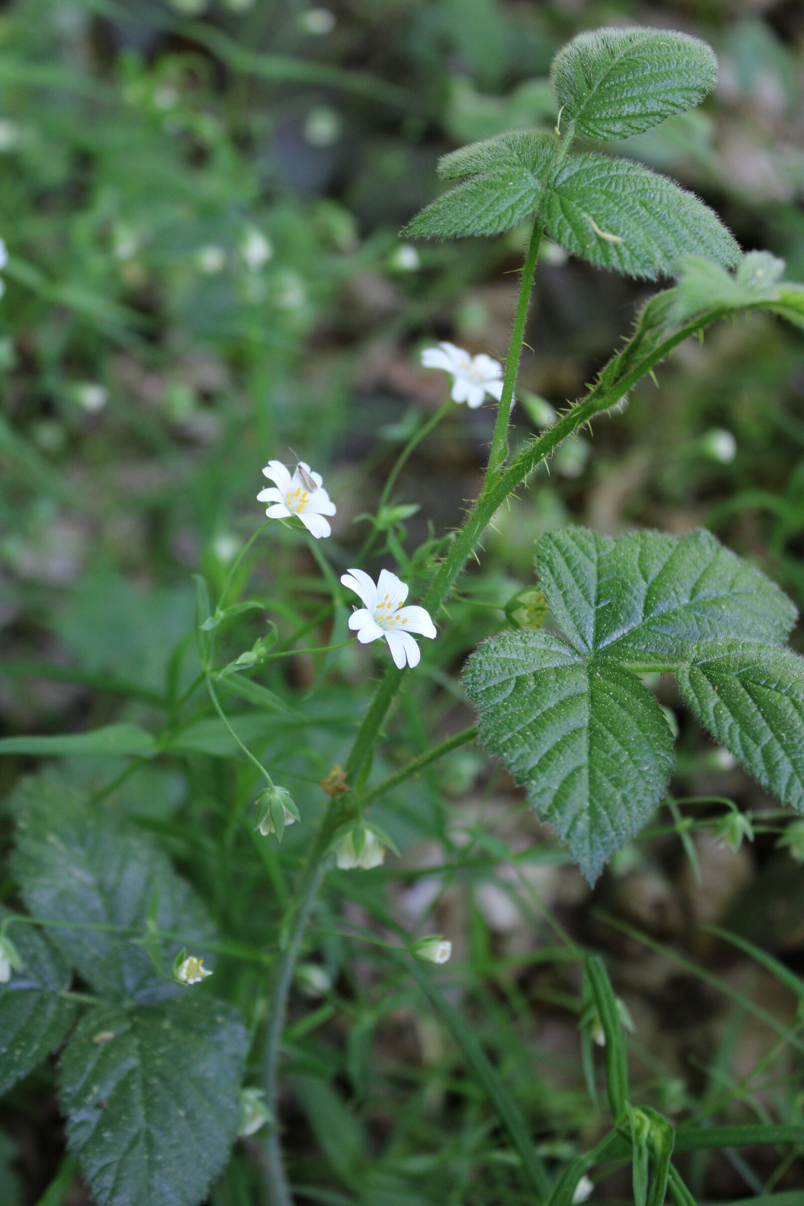 Canon EOS 2000D (EOS Rebel T7 / EOS Kiss X90 / EOS 1500D) sample photo. Wood, flower, forest flower photography
