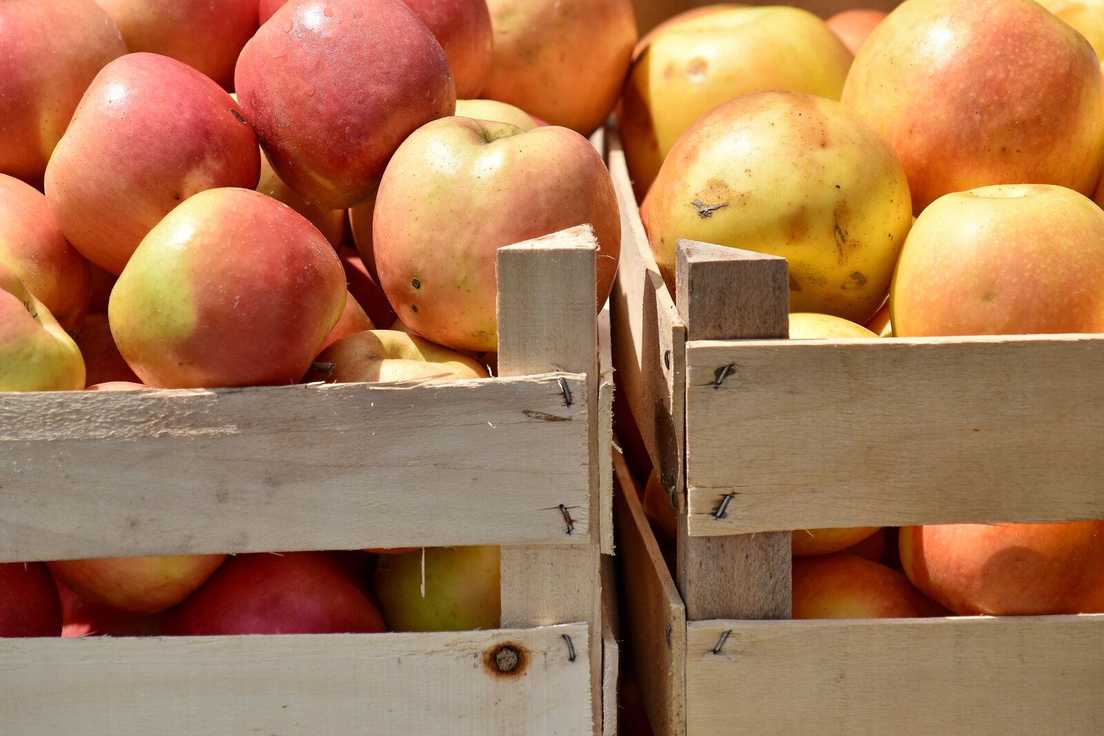 Nikon D5500 sample photo. Box, organic, food, market photography