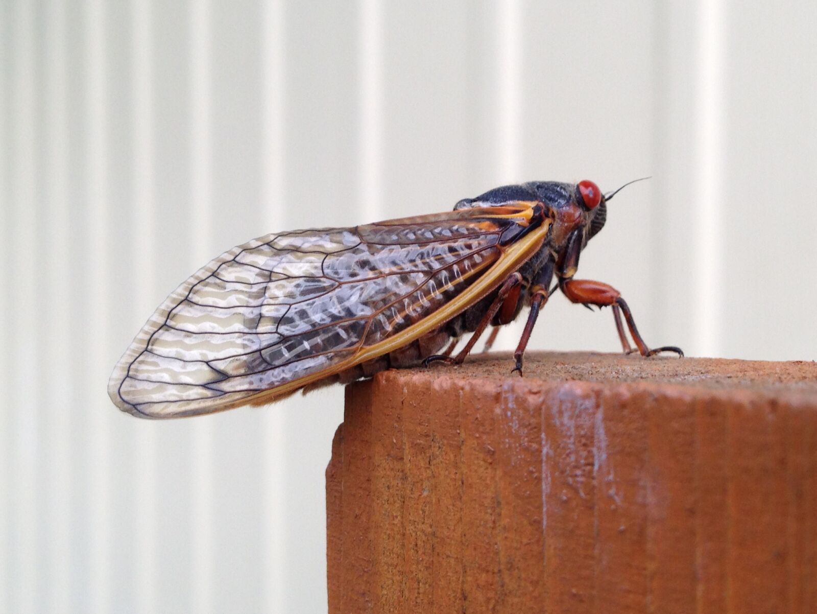 Apple iPhone 5 sample photo. Magicicada, periodical cicada, cicada photography