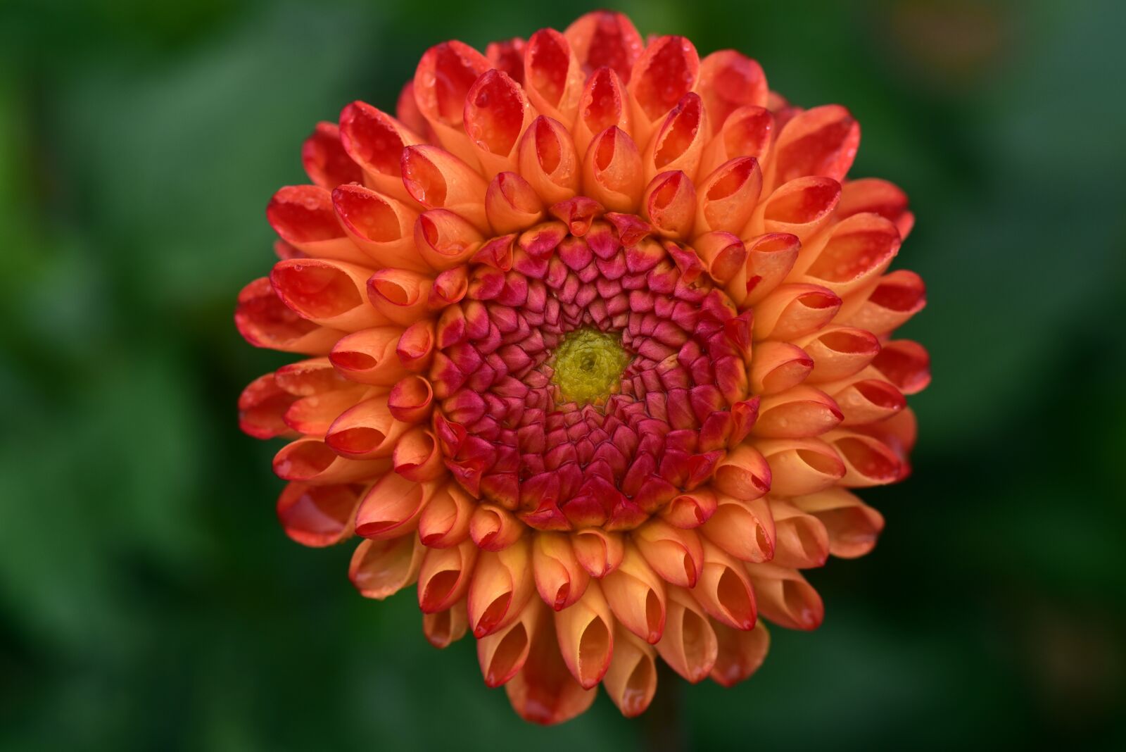 Nikon D750 sample photo. Dahlia, blossom, bloom photography