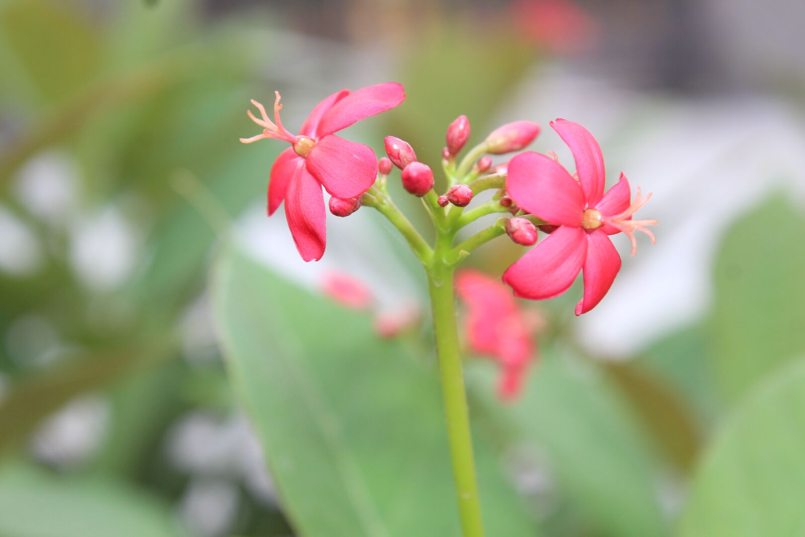Canon EOS 700D (EOS Rebel T5i / EOS Kiss X7i) sample photo. Blossoms, flower, pink photography